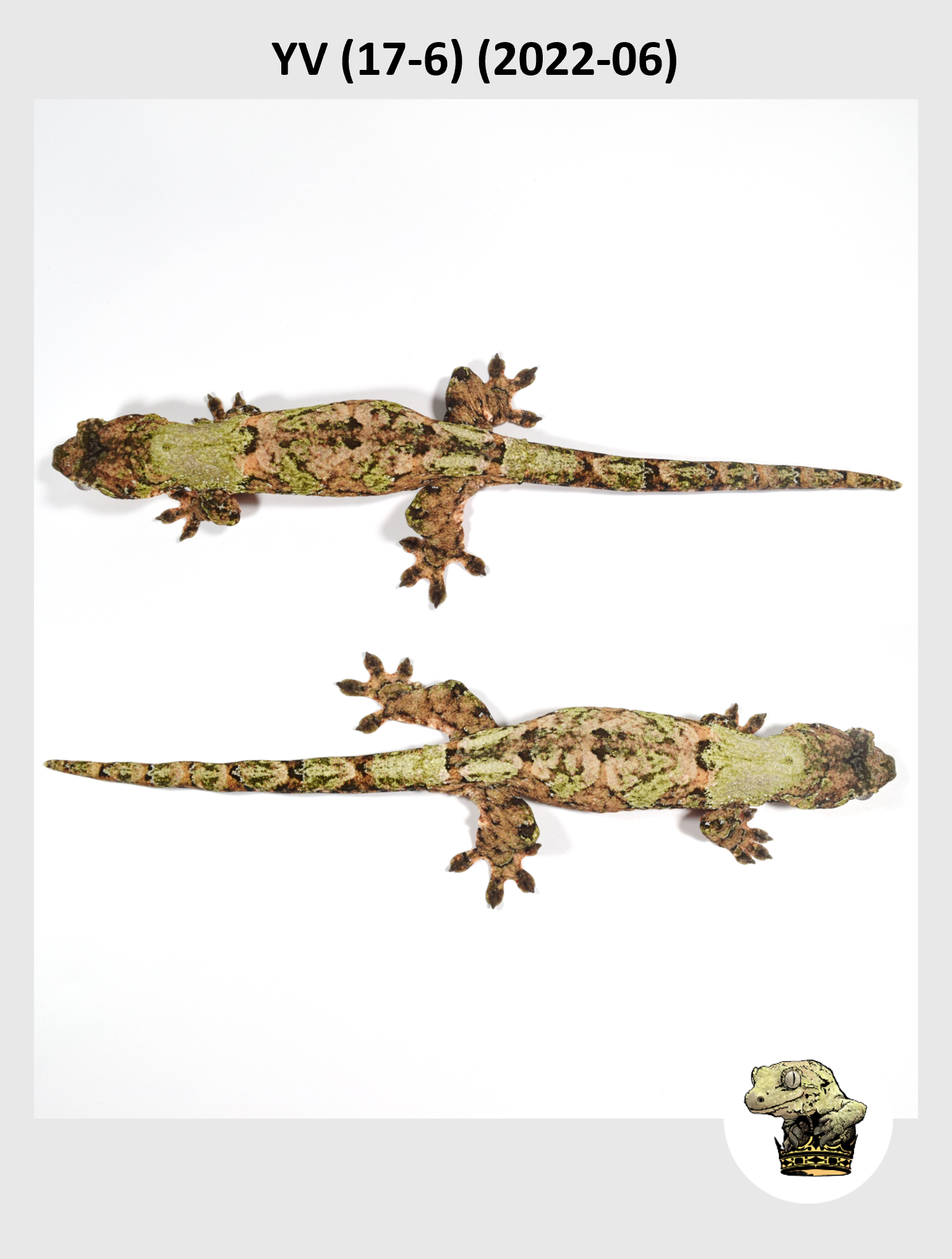 YV (17-6) (2022-06) (2024-06-26) (3) SQSP.png