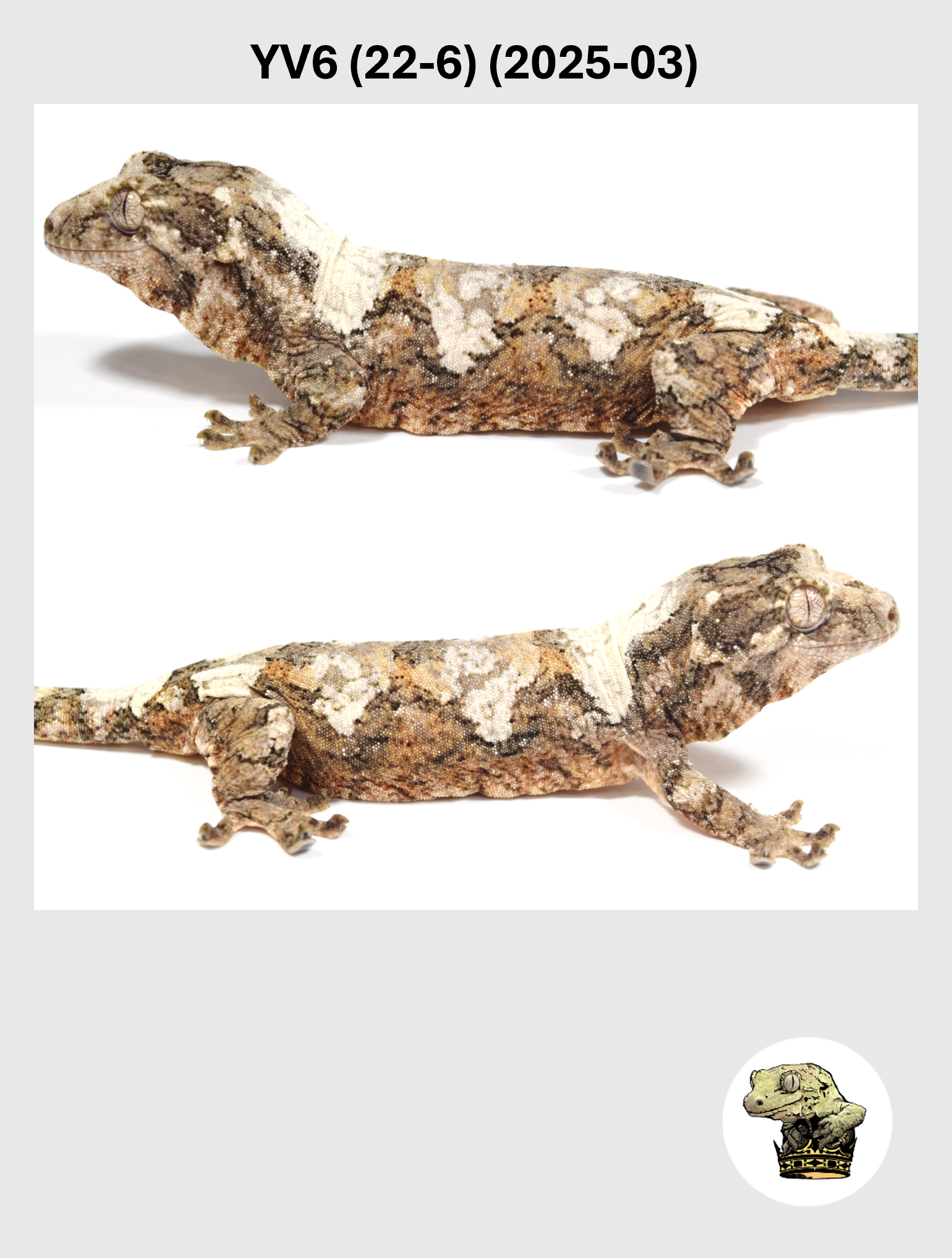 YV6 (22-6) (2025-03) (2026-03-04) (4) SQSP.png