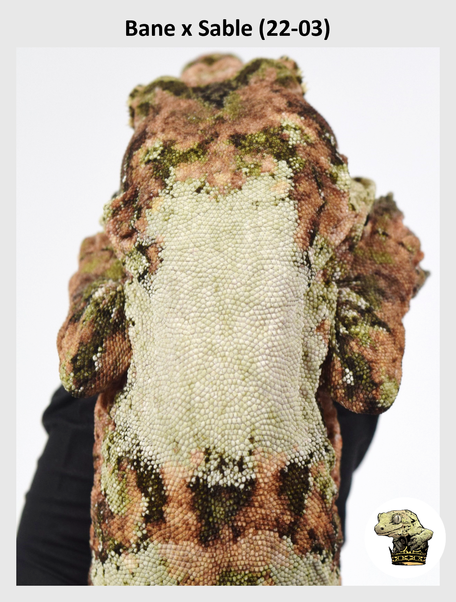 Bane x Sable (22-03) (2024-07-31) (1) SQSP.png (Copy)