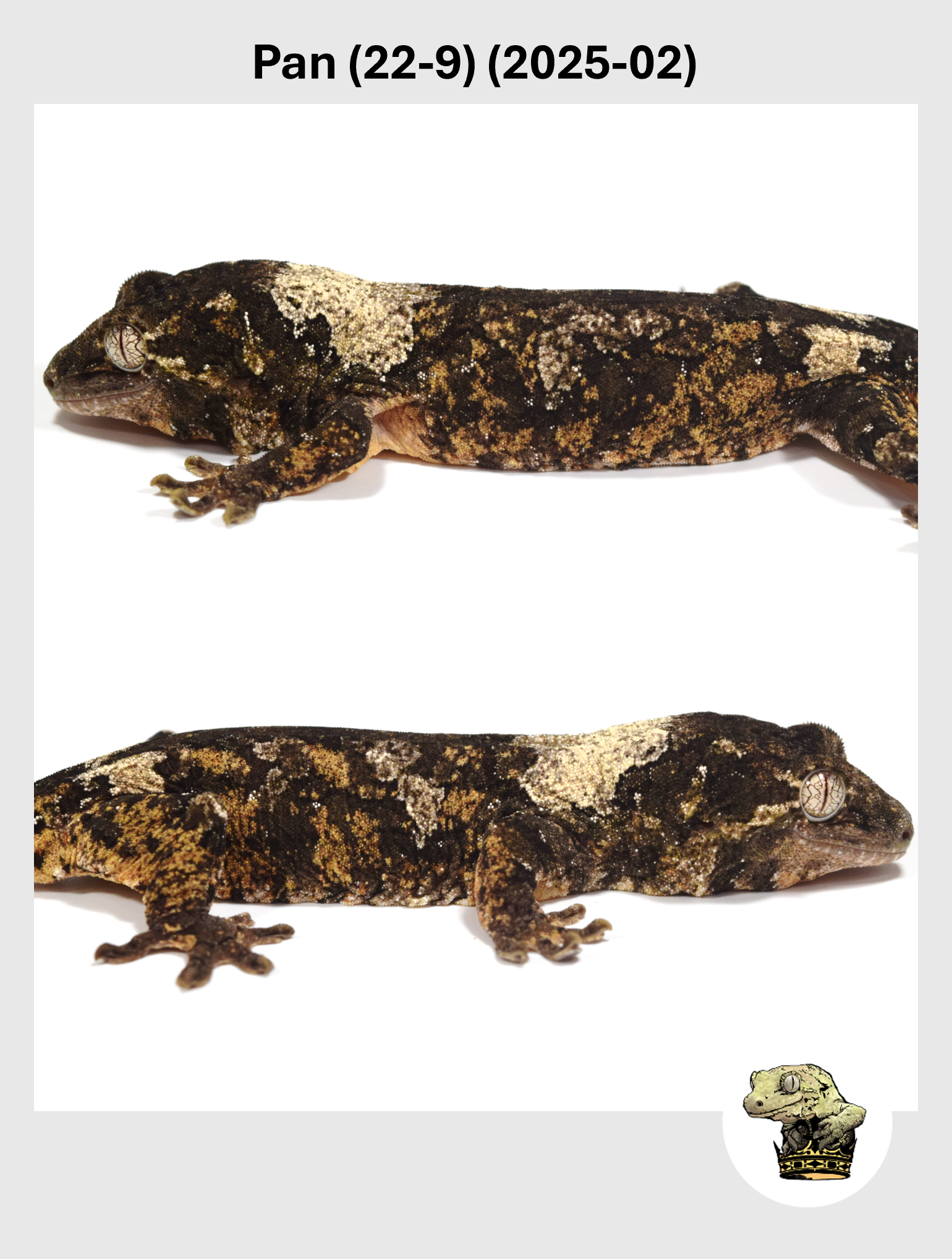 Pan (22-9) (2025-02) (2026-01-16) (2) SQSP.png