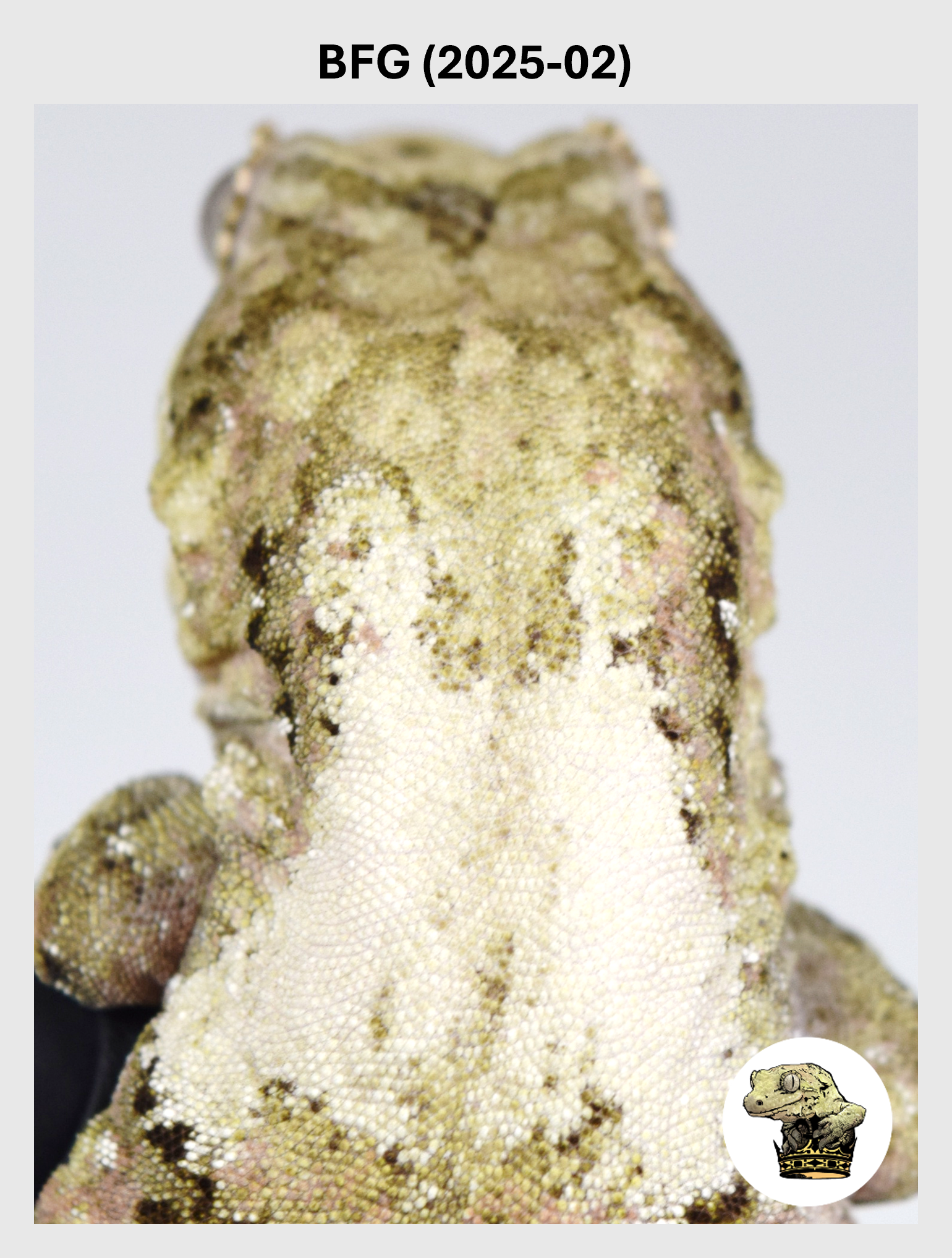 Large White Collar Female*! BFG (2025-02)