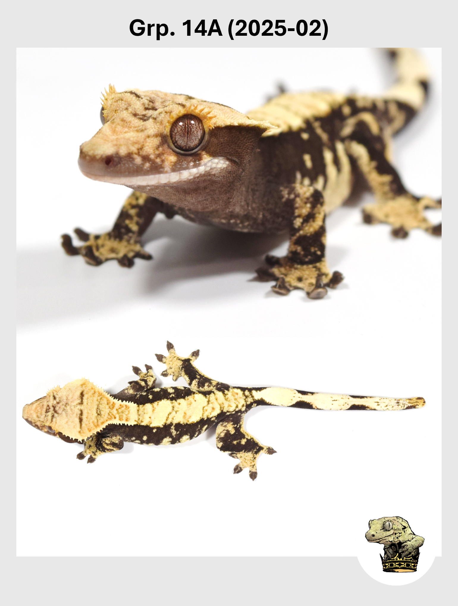 SQSP Grp. 14A (2025-02) (2025-11-21) (2).png