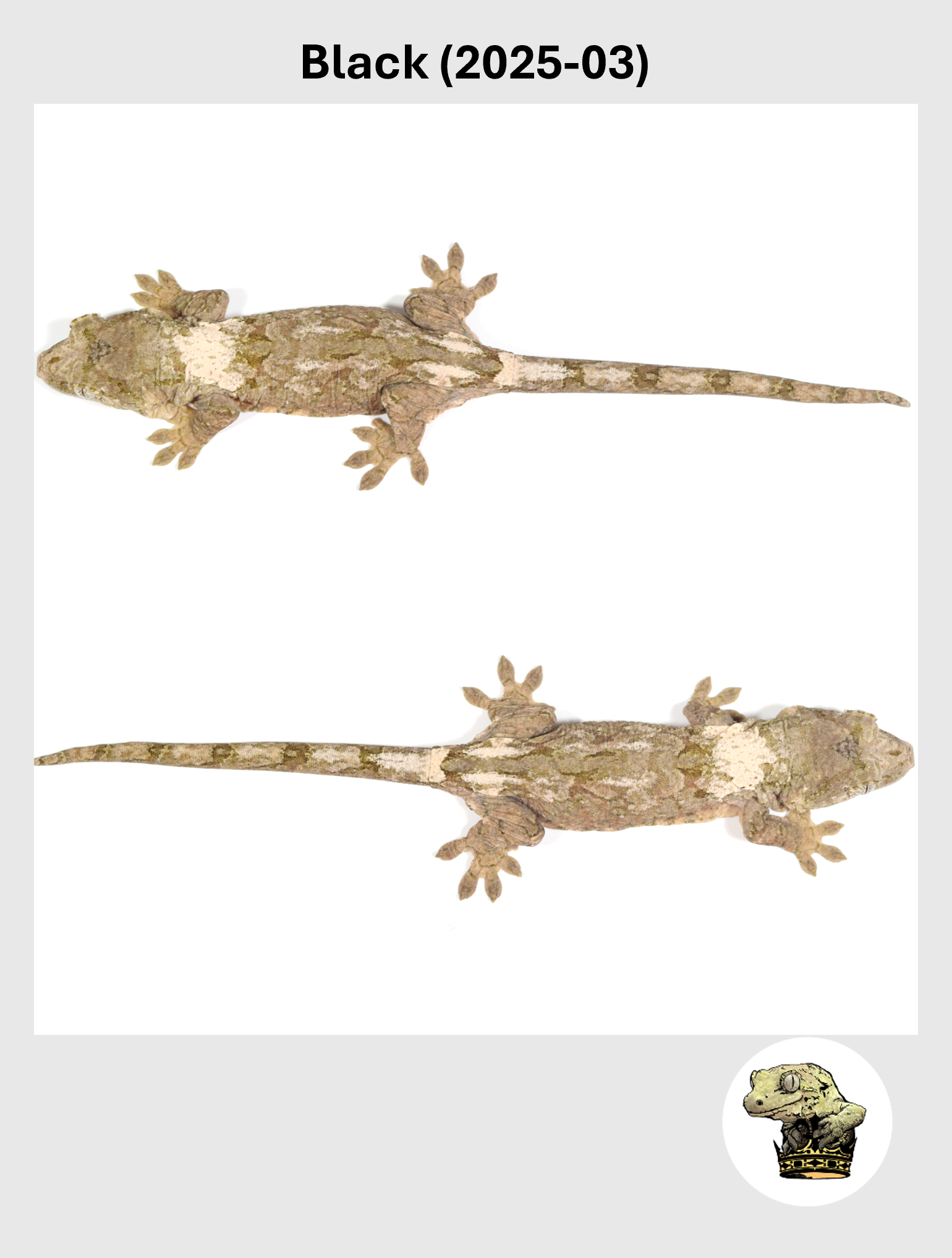 Black (2025-03) (2026-01-20) (5) SQSP.png