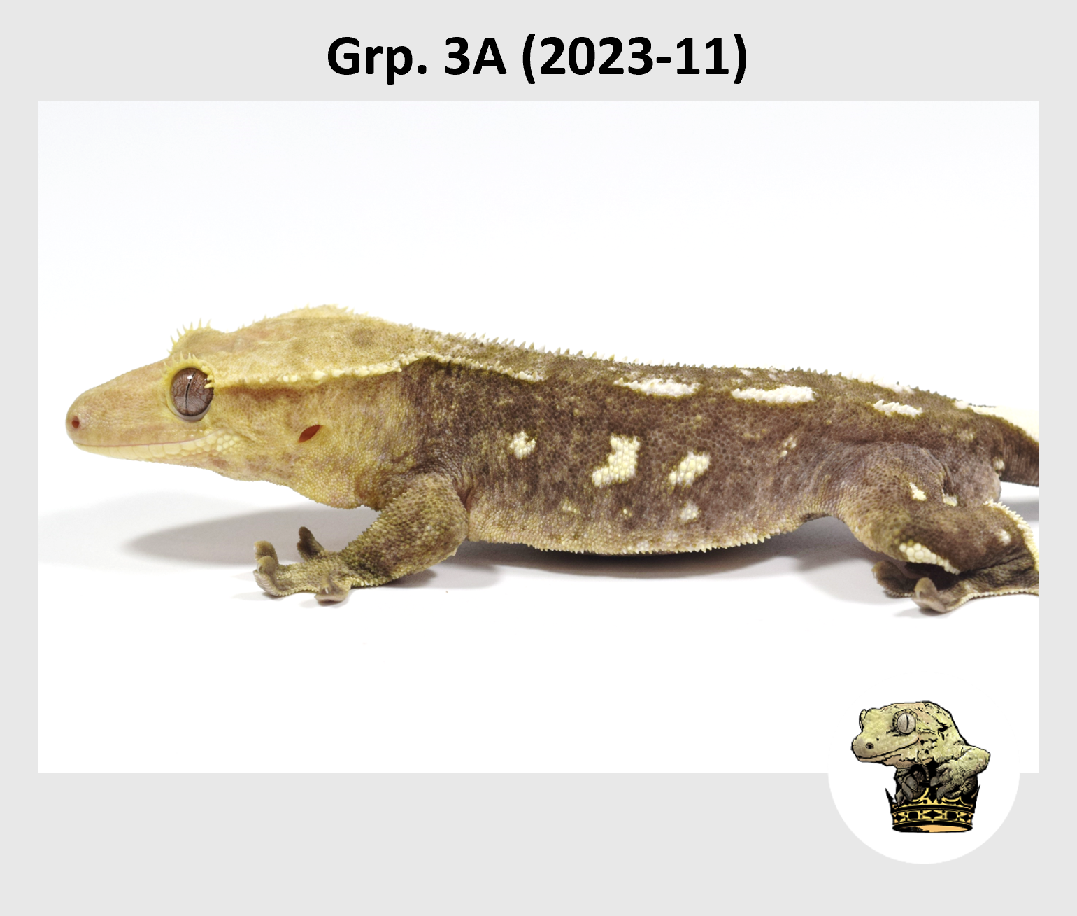 MM Grp. 3A (2023-11) (2024-12-23) (2).png