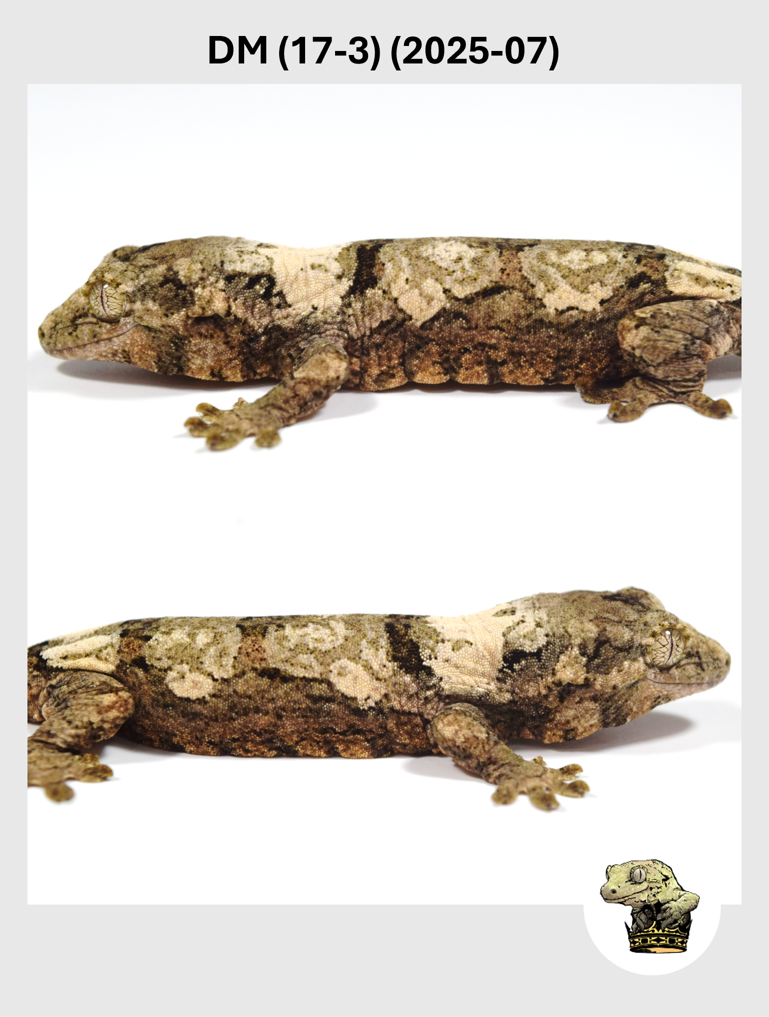 DM (17-3) (2025-07) (2025-12-22) (4) SQSP.png