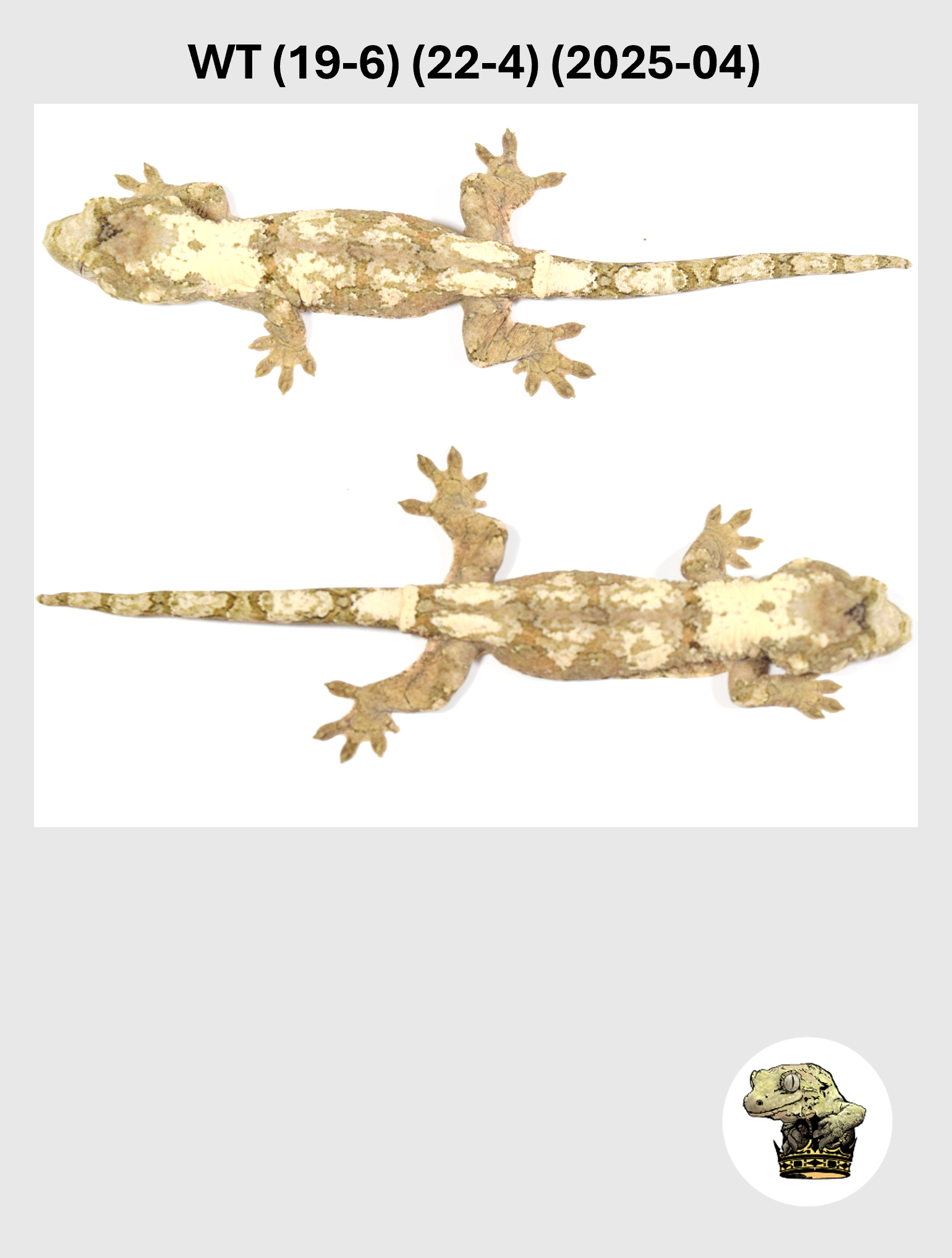 WT (19-6) (22-4) (2025-04) (2026-03-04) (5) SQSP.png