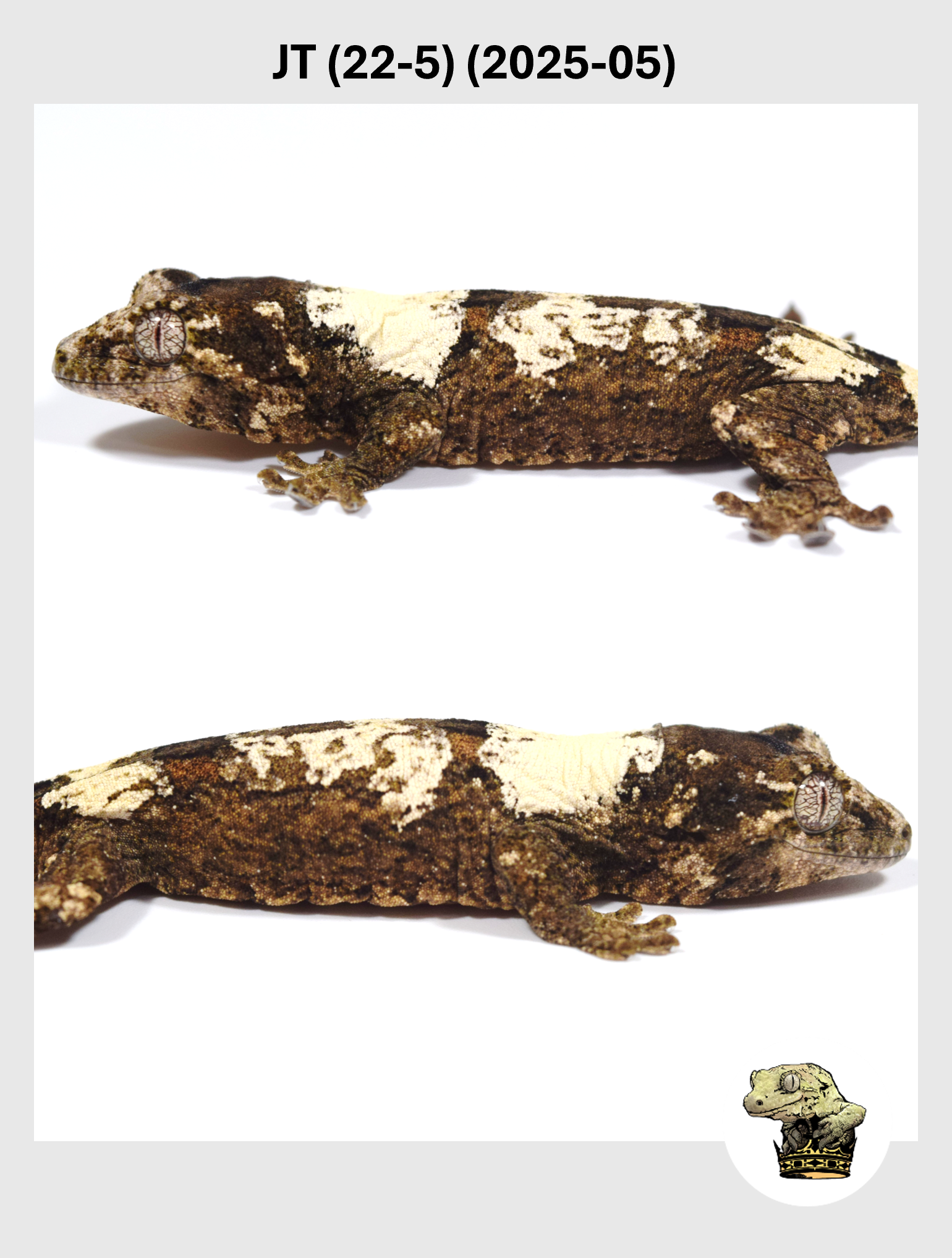 JT (22-5) (2025-05) (2025-12-22) (2) SQSP.png