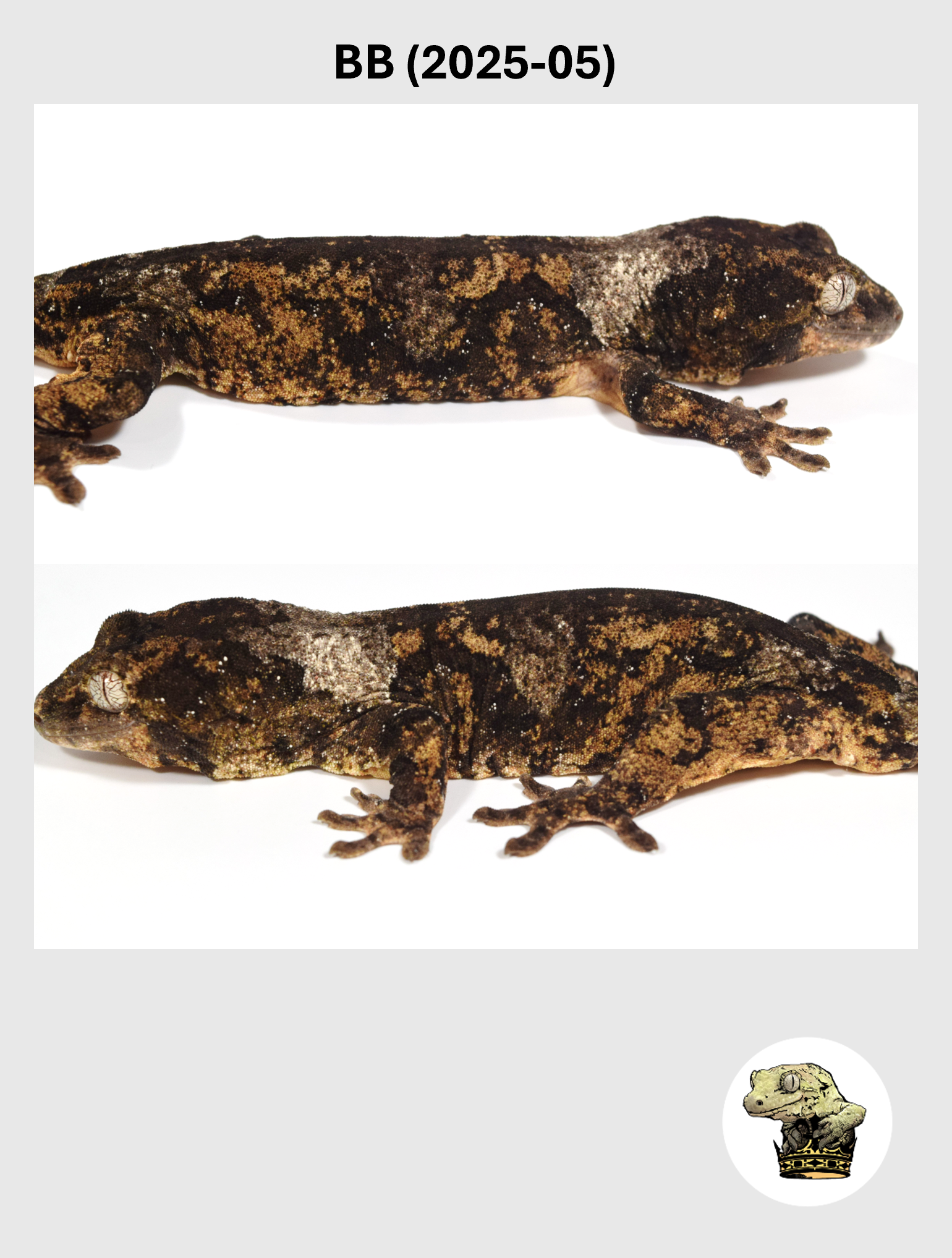 BB (2025-05) (2026-02-17) (4) SQSP.png