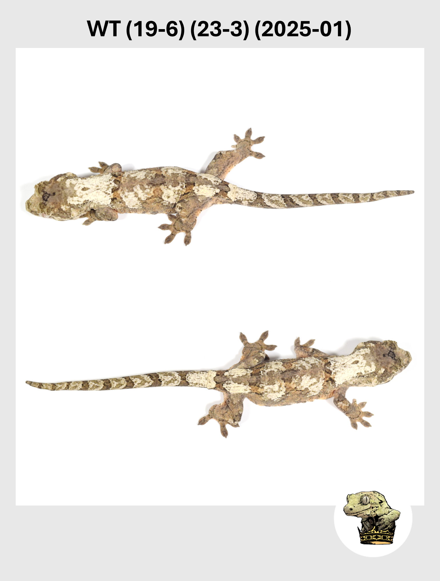 WT (19-6) (23-3) (2025-01) (2026-02-25) (5) SQSP.png