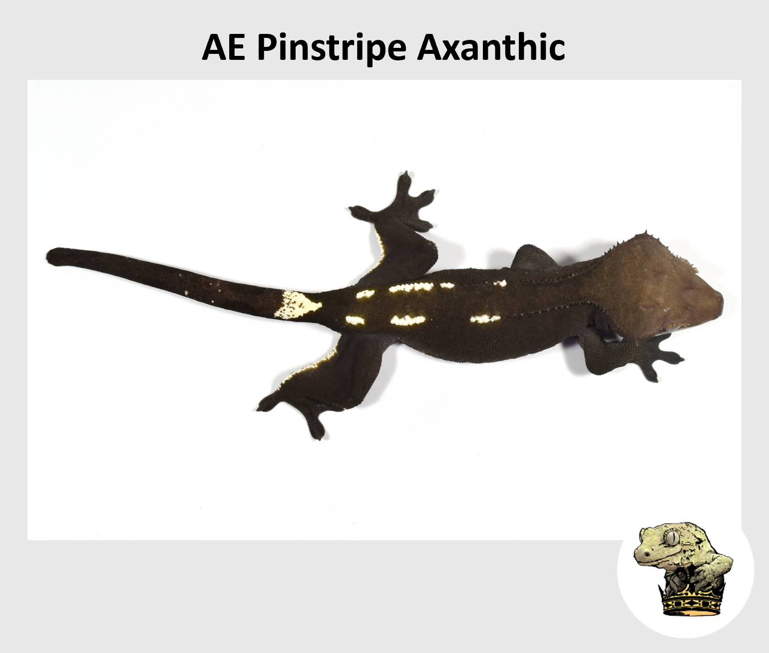 MM AE Pinstripe AxanthicC271 (2024-05-08) (4).png