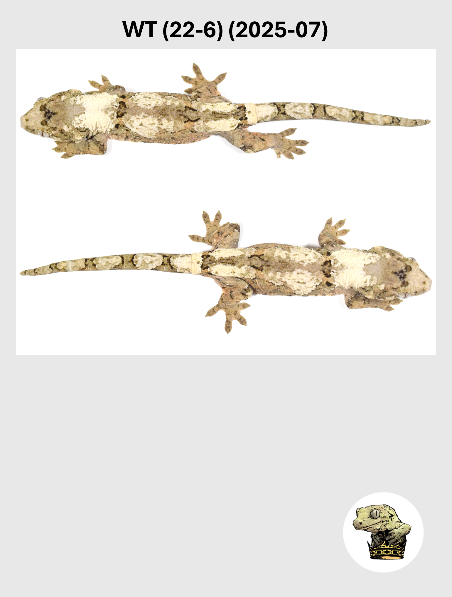 WT (22-6) (2026-07) (2025-03-25) (5) SQSP.png