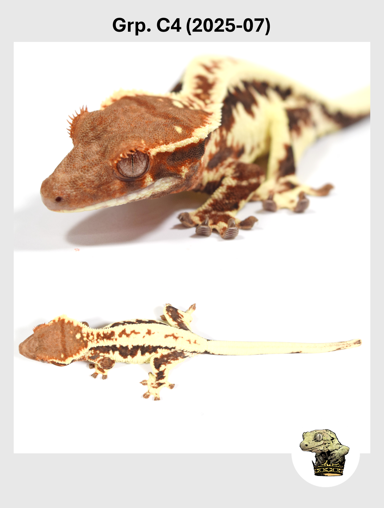 SQSP Grp. C4 (2025-07) (2026-02-03) (2).png