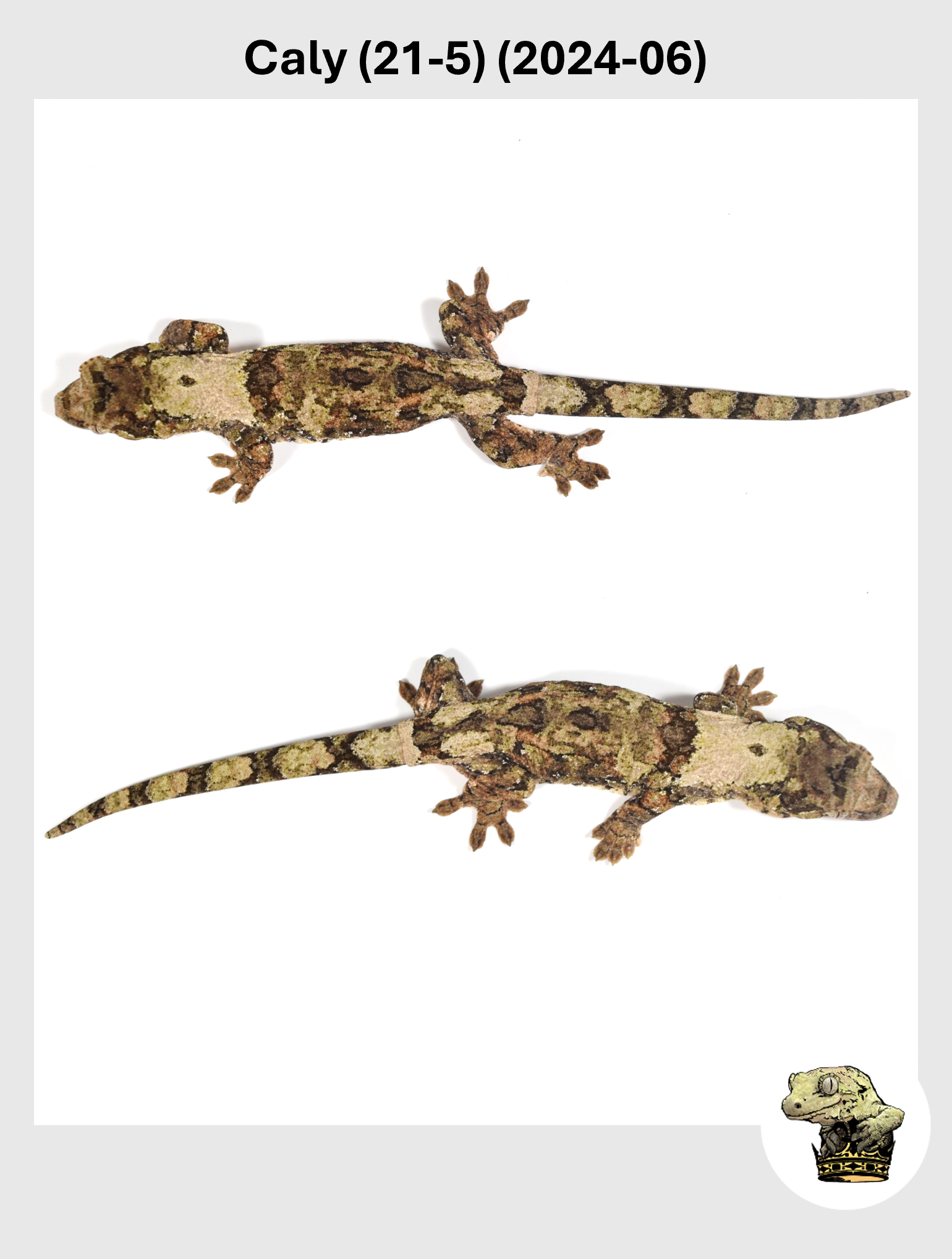 White Collar High White Line Female! Caly (21-5) (2024-06) — Troys Geckos