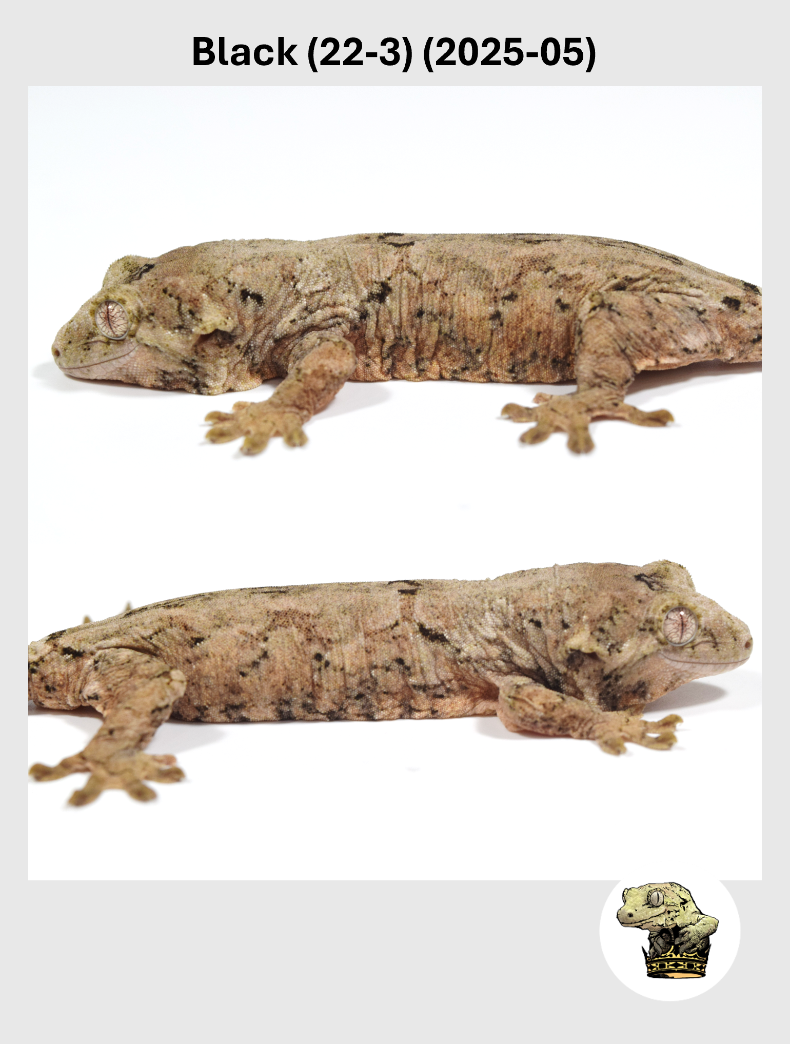 Black (22-3) (2025-05) (2026-02-03) (4) SQSP.png