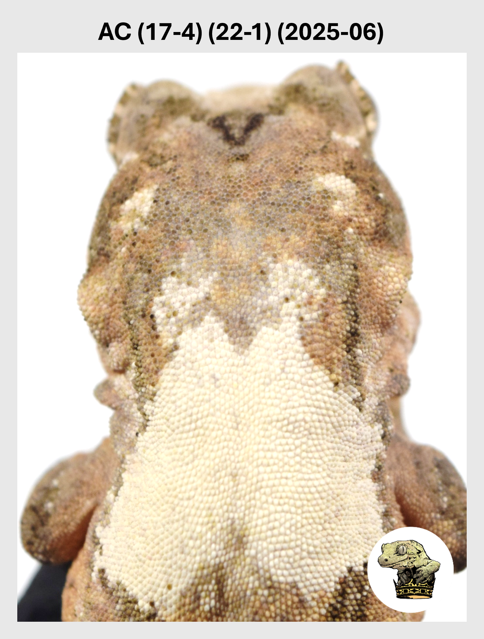 High White Male! AC (17-4) (22-1) (2025-06)