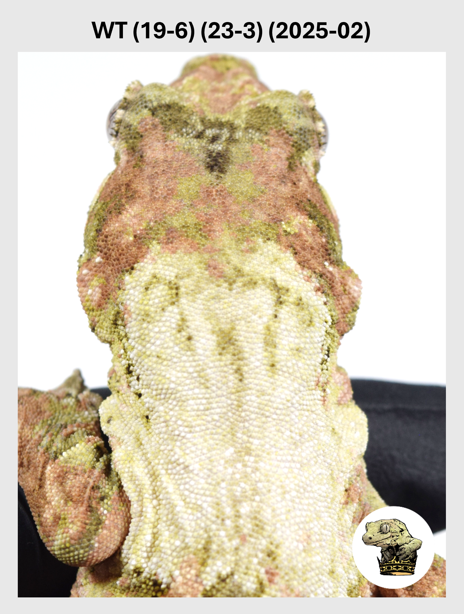 High White Female! WT (19-6) (23-3) (2025-02)