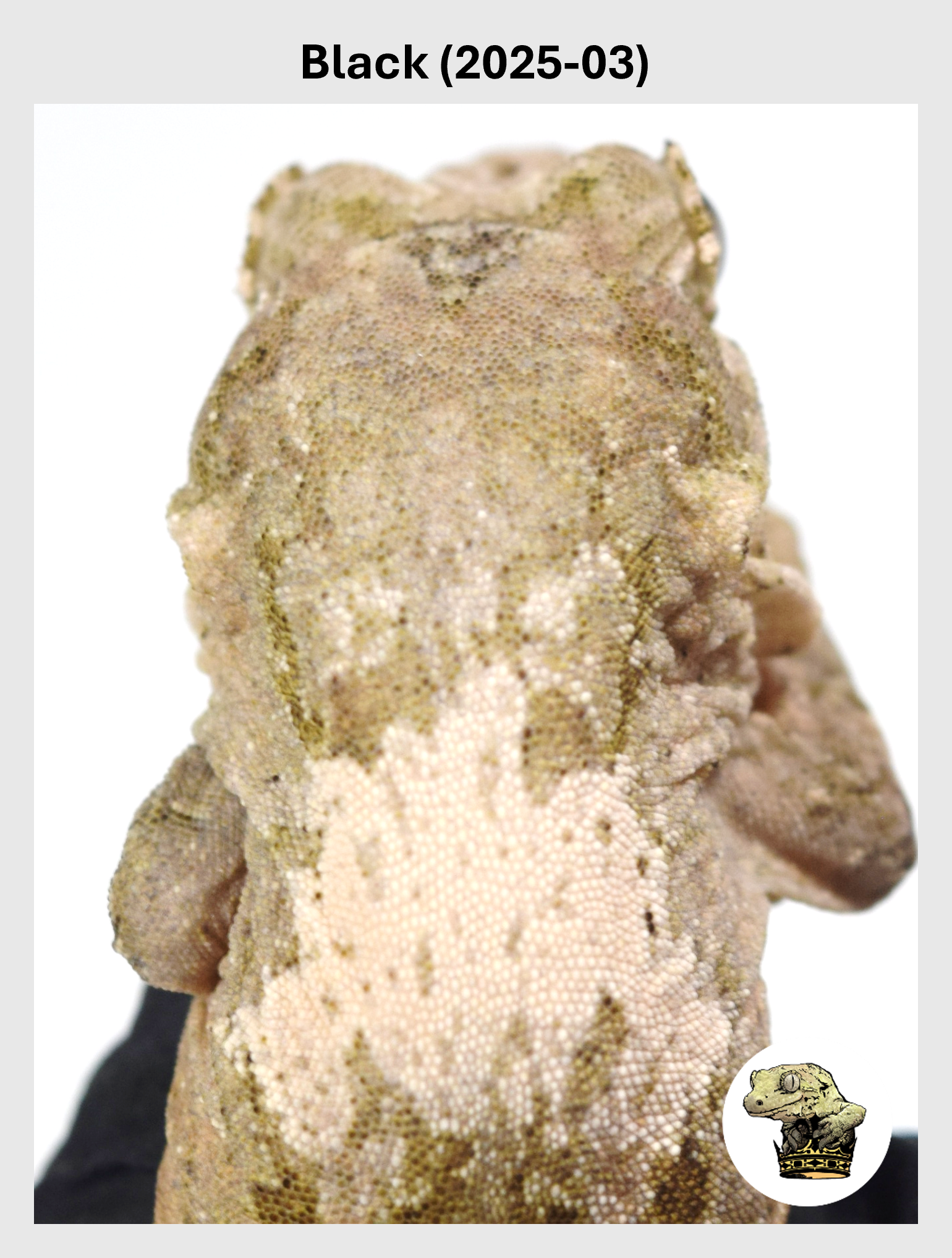 Black (2025-03) (2026-01-20) (1) SQSP.png