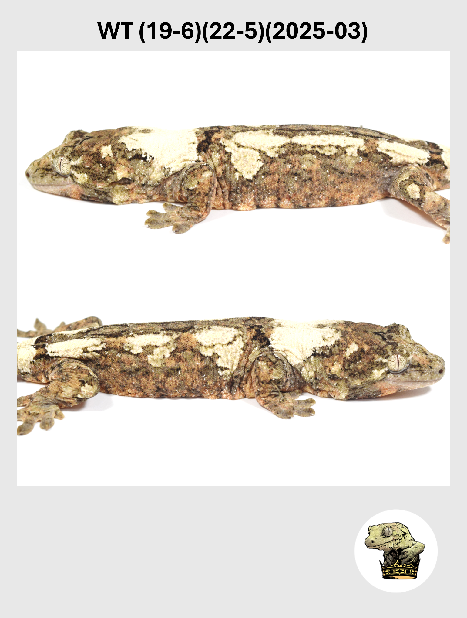 WT (19-6)(22-5)(2025-03) (2026-10-02) (4) SQSP.png