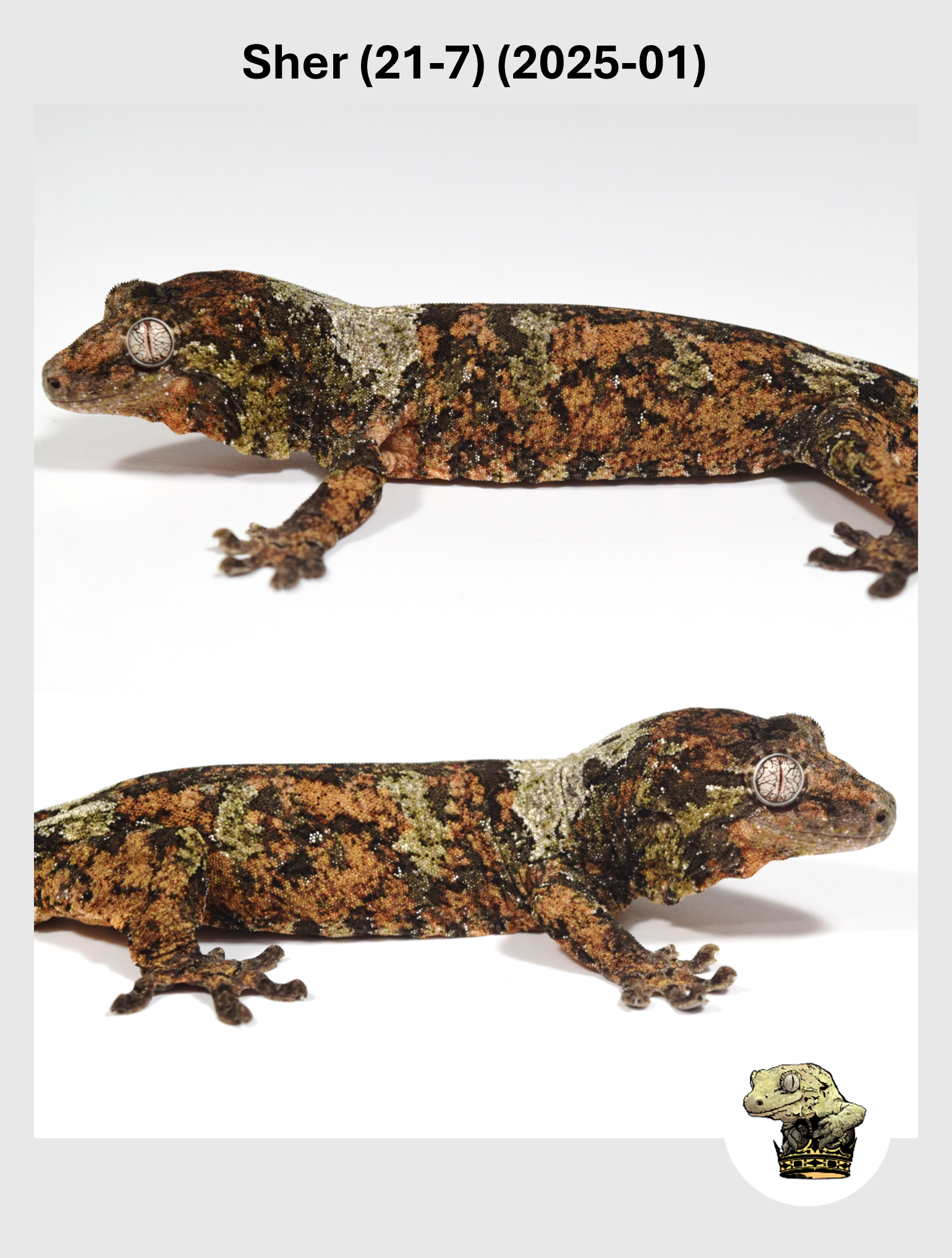 Sher (21-7) (2025-01) (2025-12-09) (2) SQSP.png