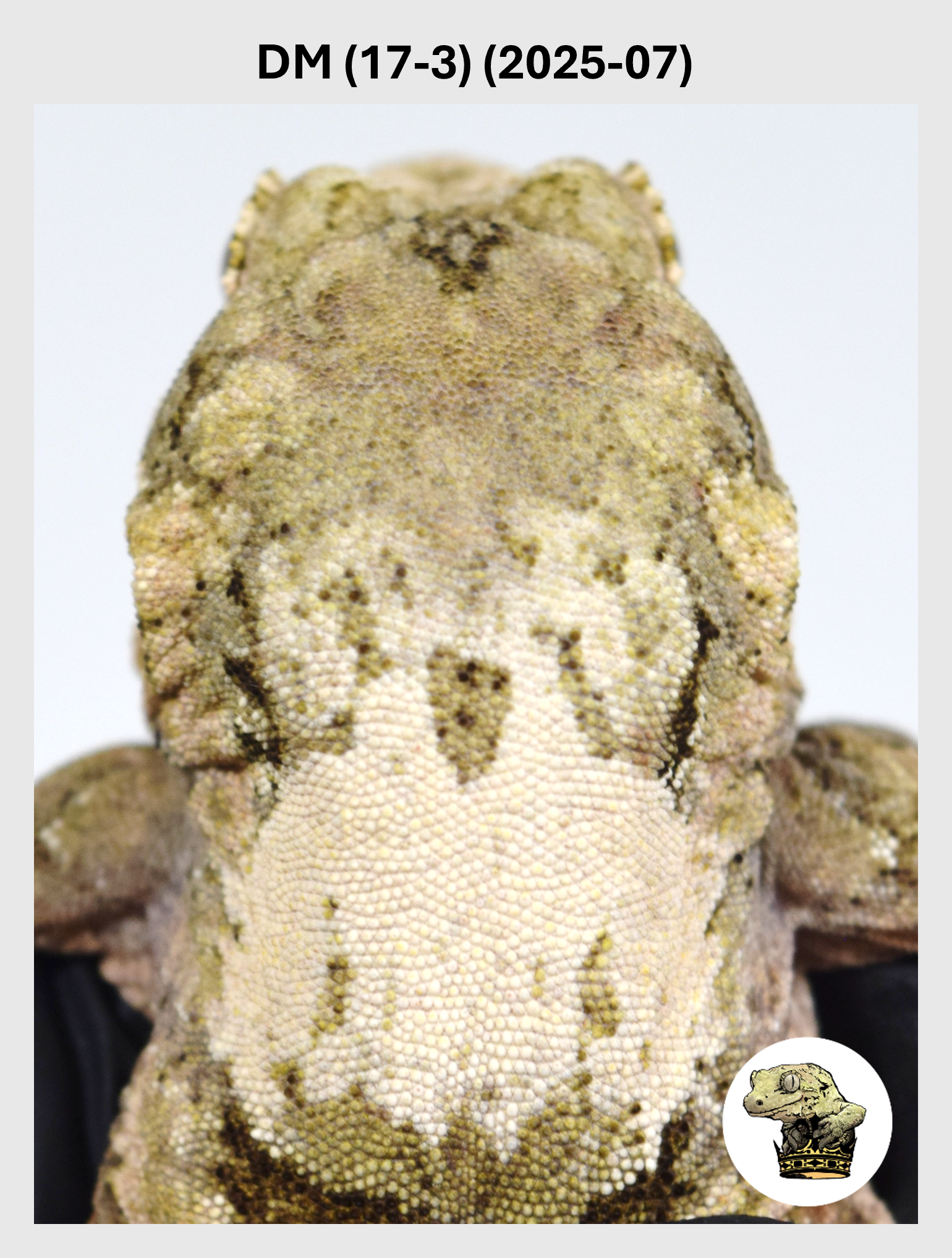 DM (17-3) (2025-07) (2026-03-04) (1) SQSP.png