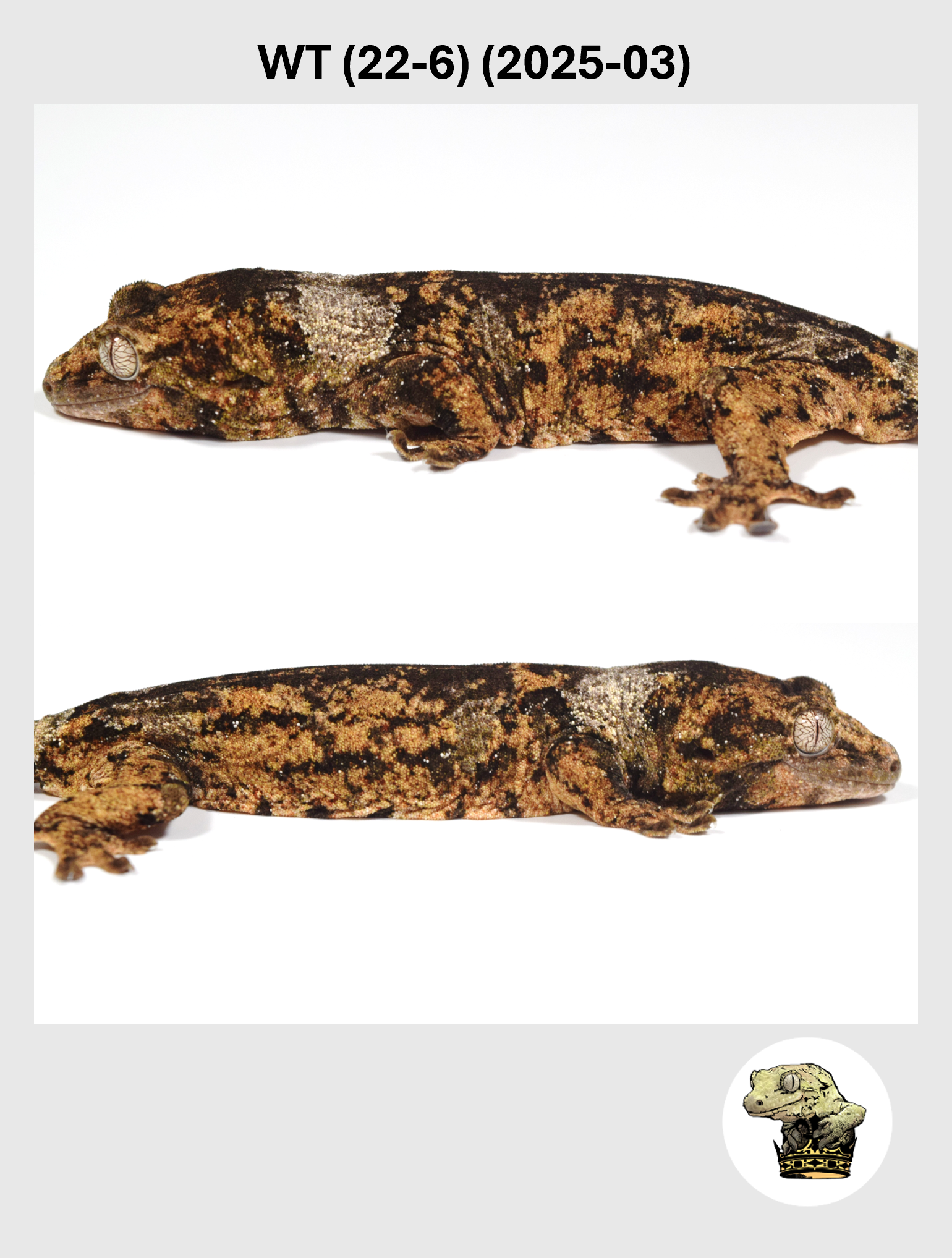 White Collar Male*! WT (22-06) (2025-03)