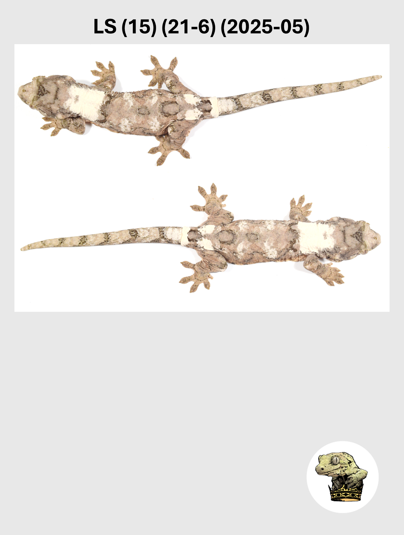 LS (15) (21-6) (2025-05) (2026-03-25) (5) SQSP.png