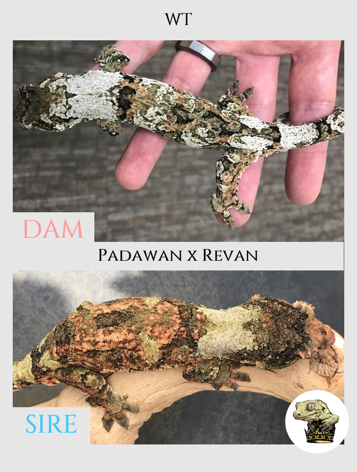 3 - WT x Padawan x Revan L1 - Pair.png
