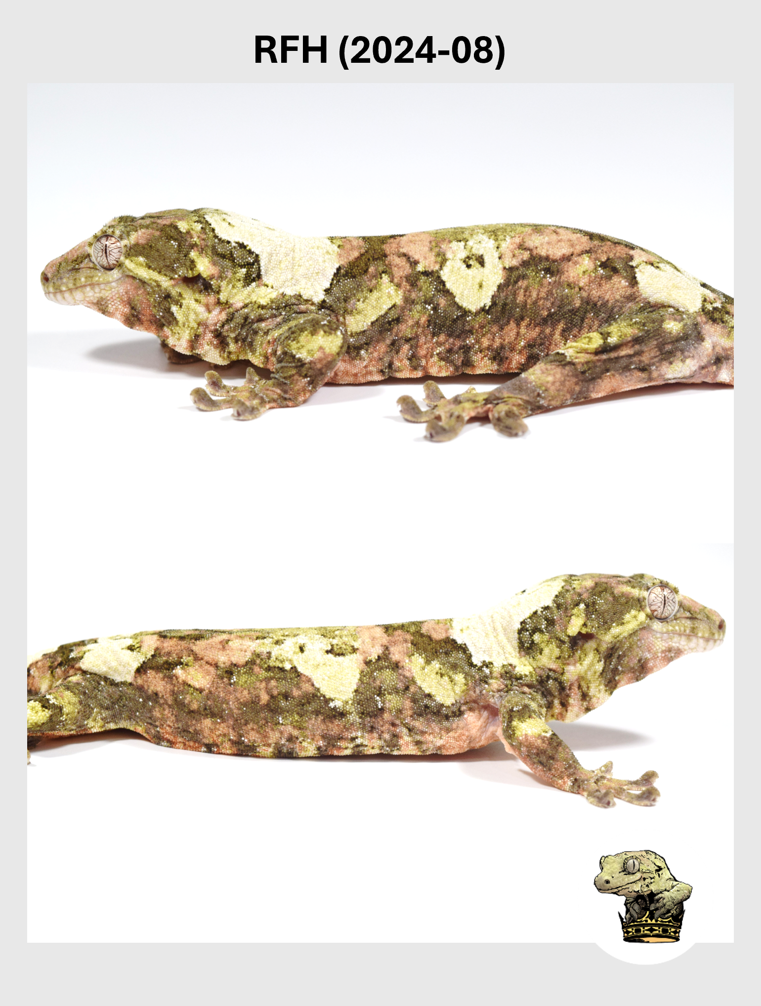 RFH (2024-08) (2025-12-22) (4) SQSP.png