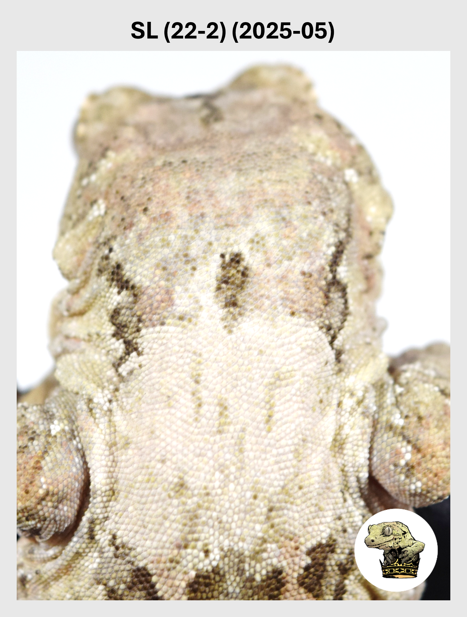 SL (22-2) (2025-05) (2026-03-11) (1) SQSP.png