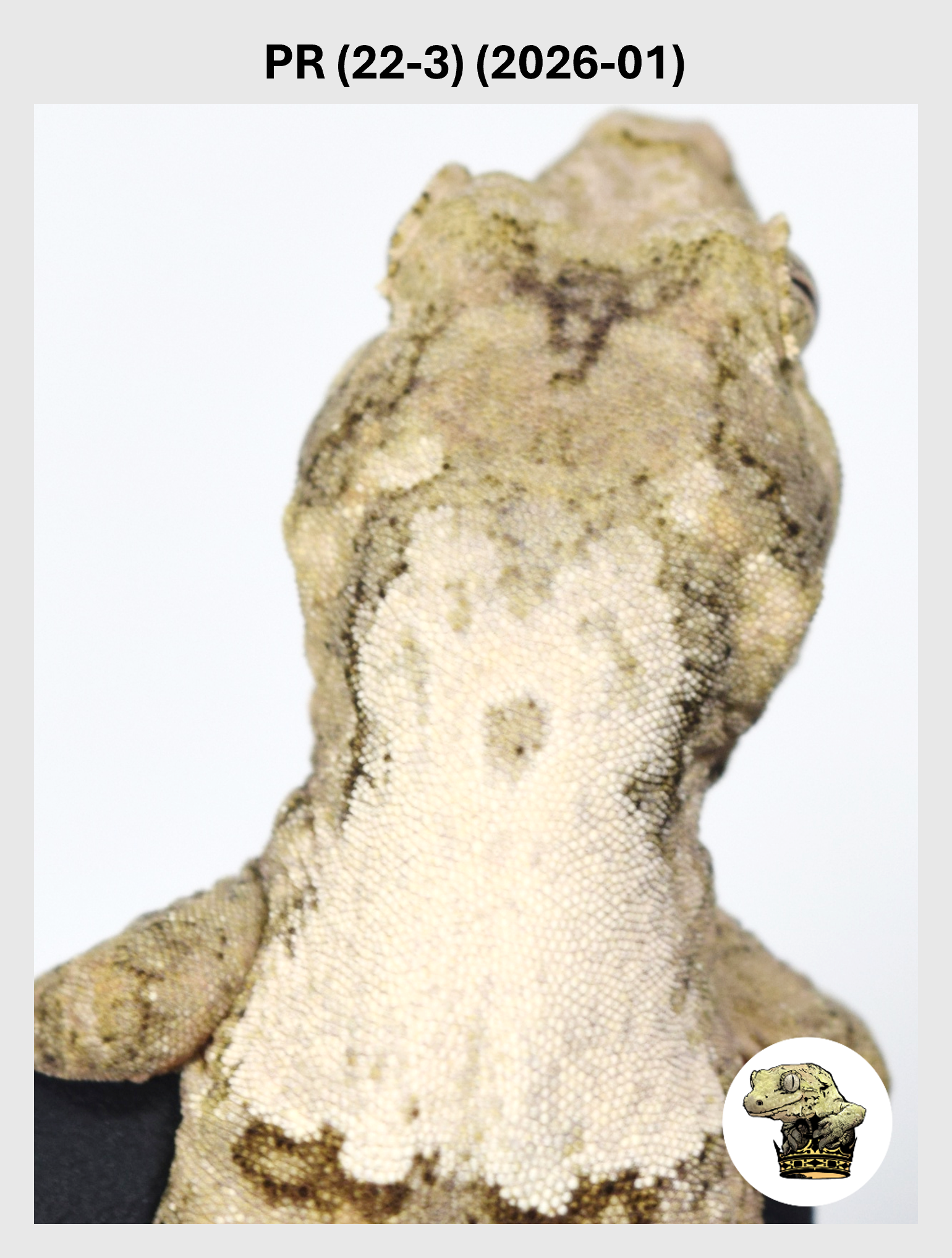 PR (22-3) (2026-01) (2026-09-10) (1) SQSP.png