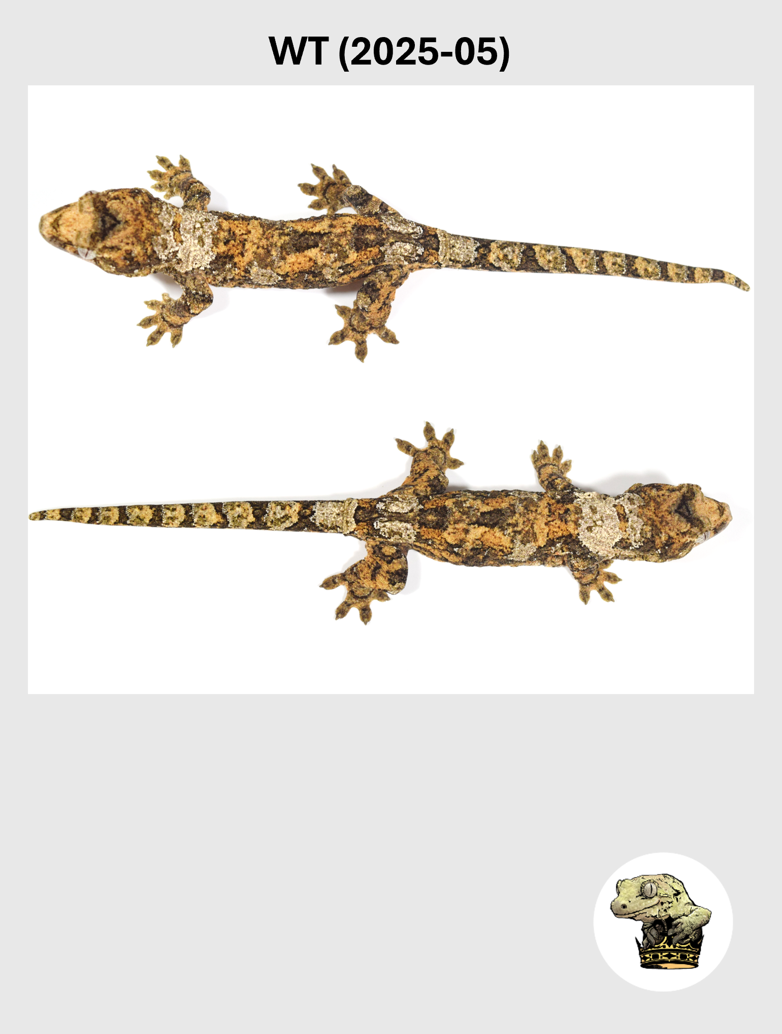 WT (2025-05) (2026-02-17) (3) SQSP.png