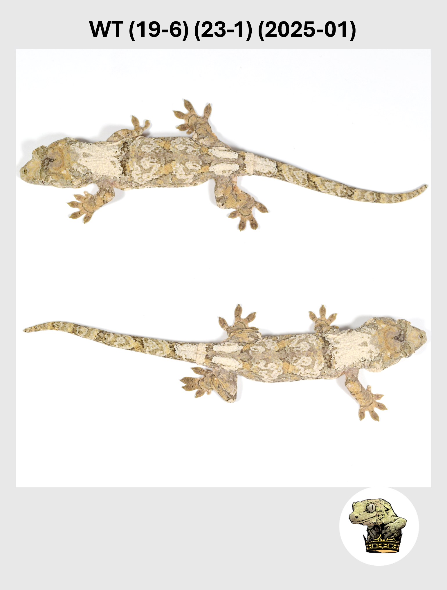 WT (19-6) (23-1) (2025-01) (2026-01-20) (5) SQSP.png