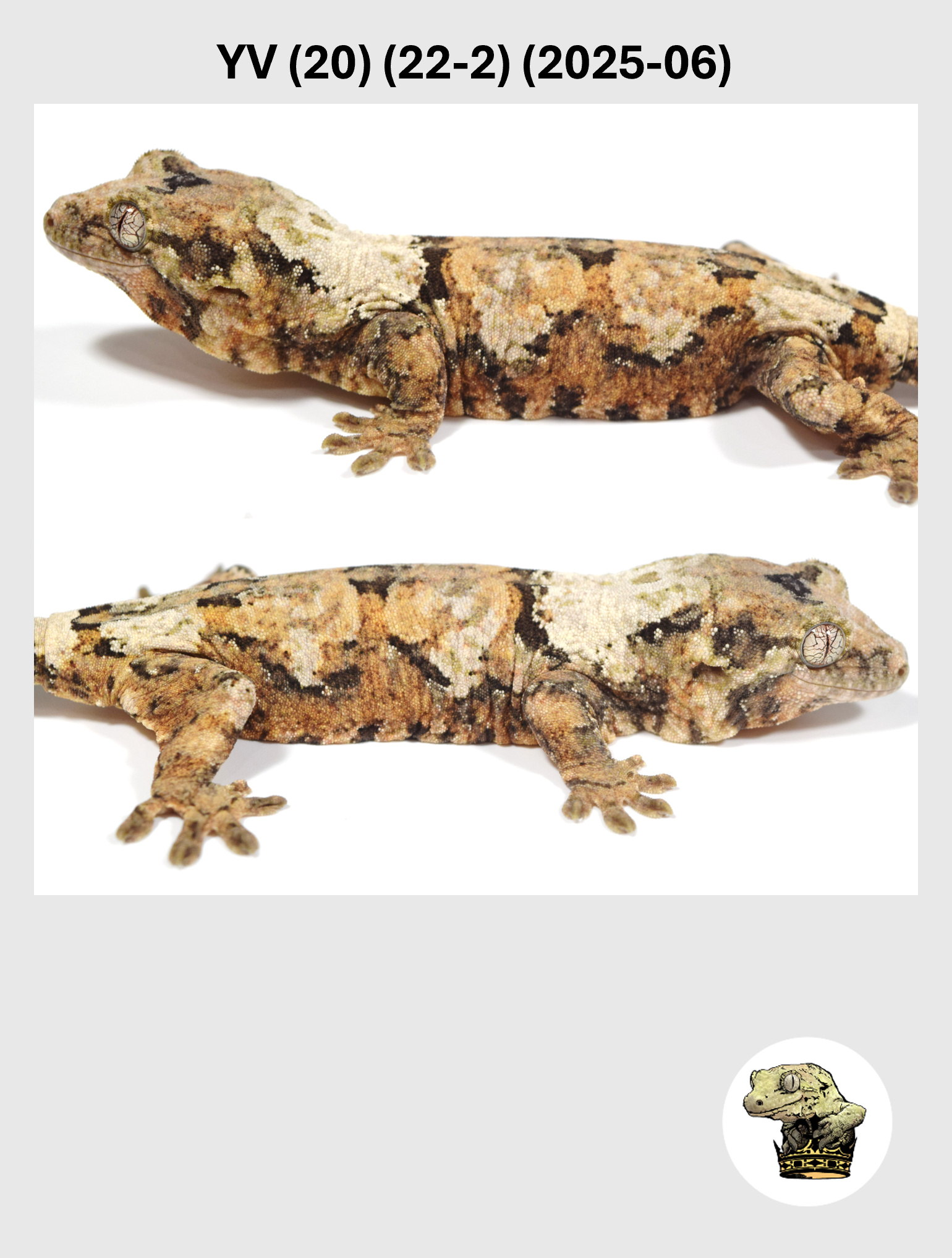 YV (20) (22-2) (2025-06) (2026-03-04) (2) SQSP.png