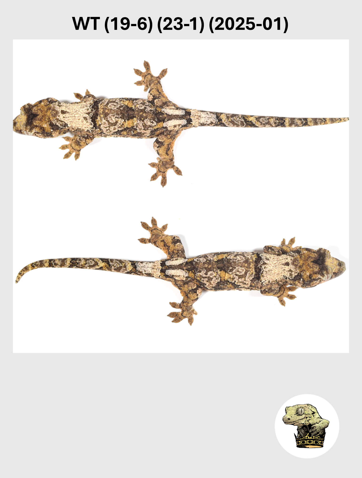 High White Female! WT (19-6) (23-1) (2025-01)