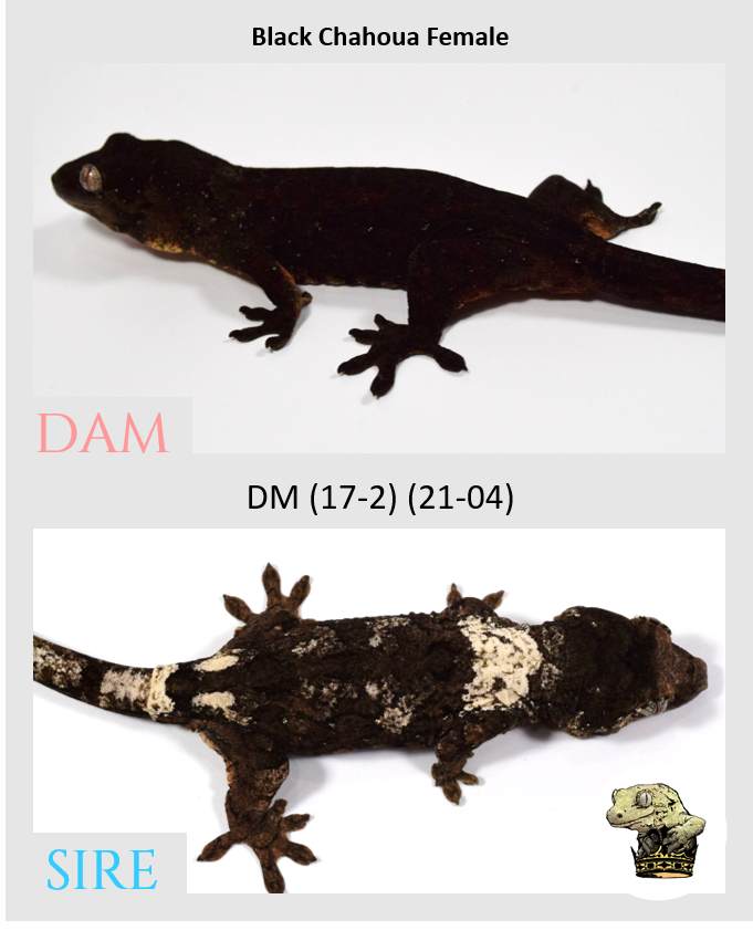 31 - Pair - Black Female x DM (17-2) (2021-04).png