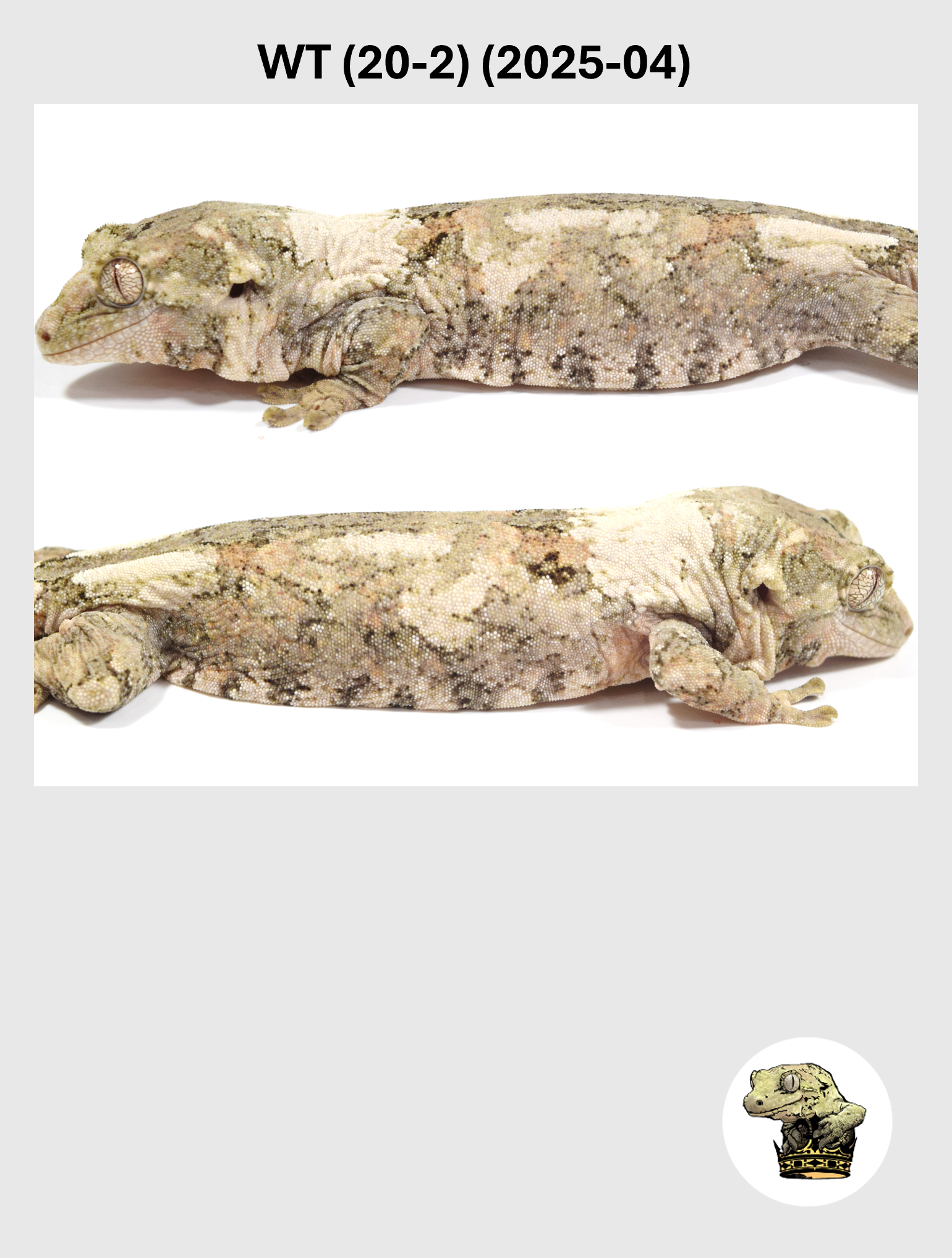 WT (20-2) (2025-04) (2026-03-25) (4) SQSP.png