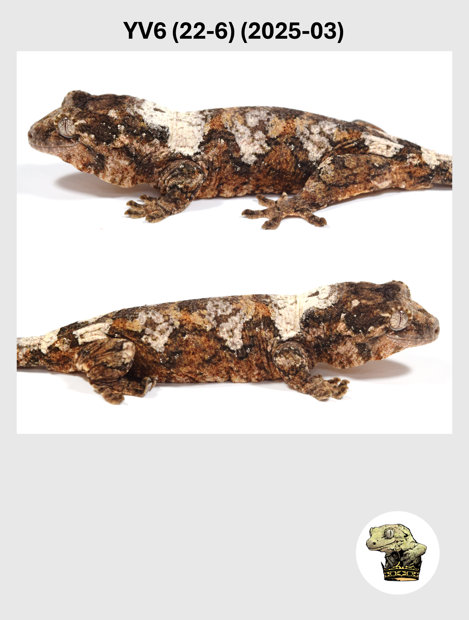 YV6 (22-6) (2025-03) (2026-03-04) (2) SQSP.png