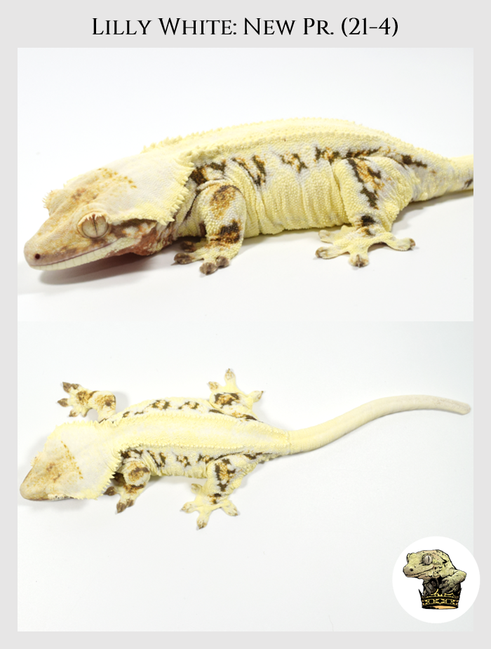 Crested Gecko (7).png