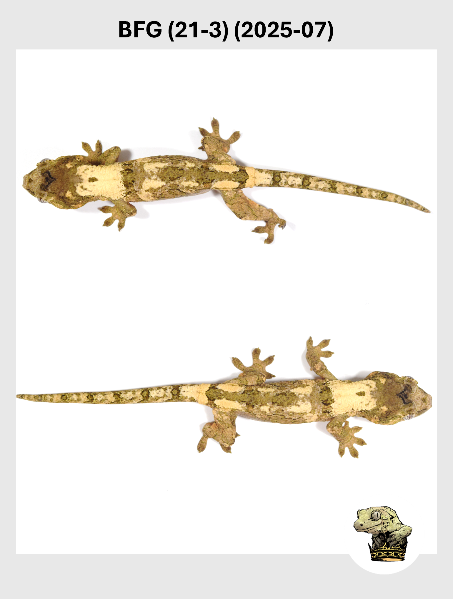 BFG (21-3) (2025-07) (2025-12-22) (3) SQSP.png