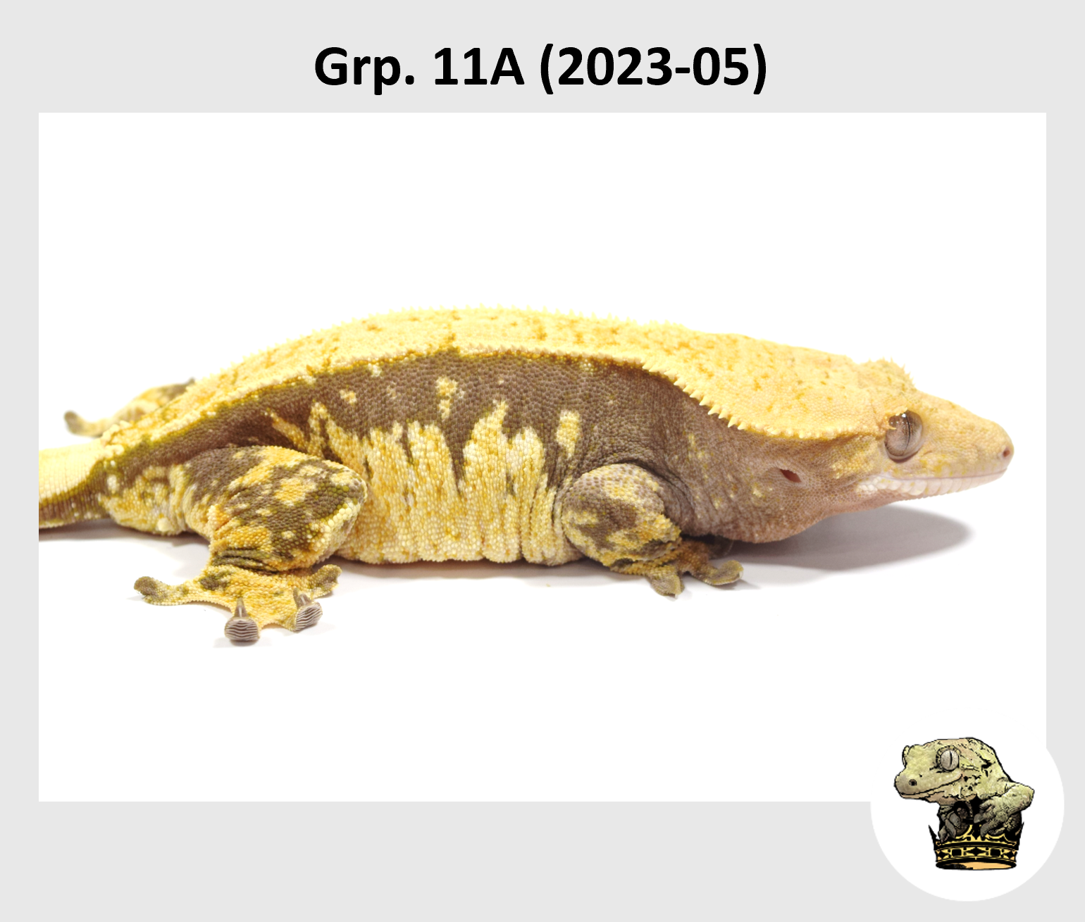 MM Grp. 11A (2023-05) (2024-03-05) (2).png