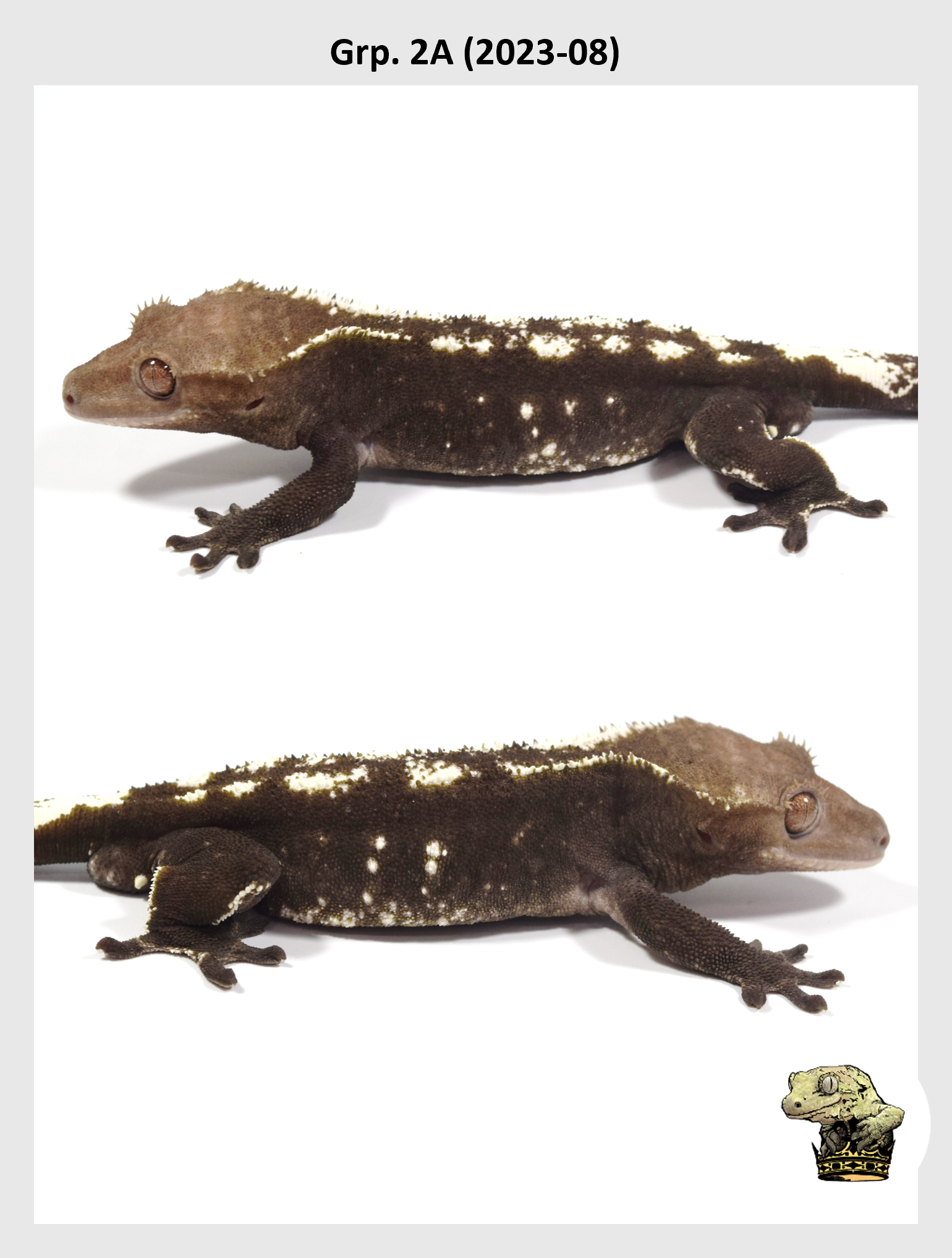 SQSP Grp. 2A (2023-08) (2024-11-06) (2).png