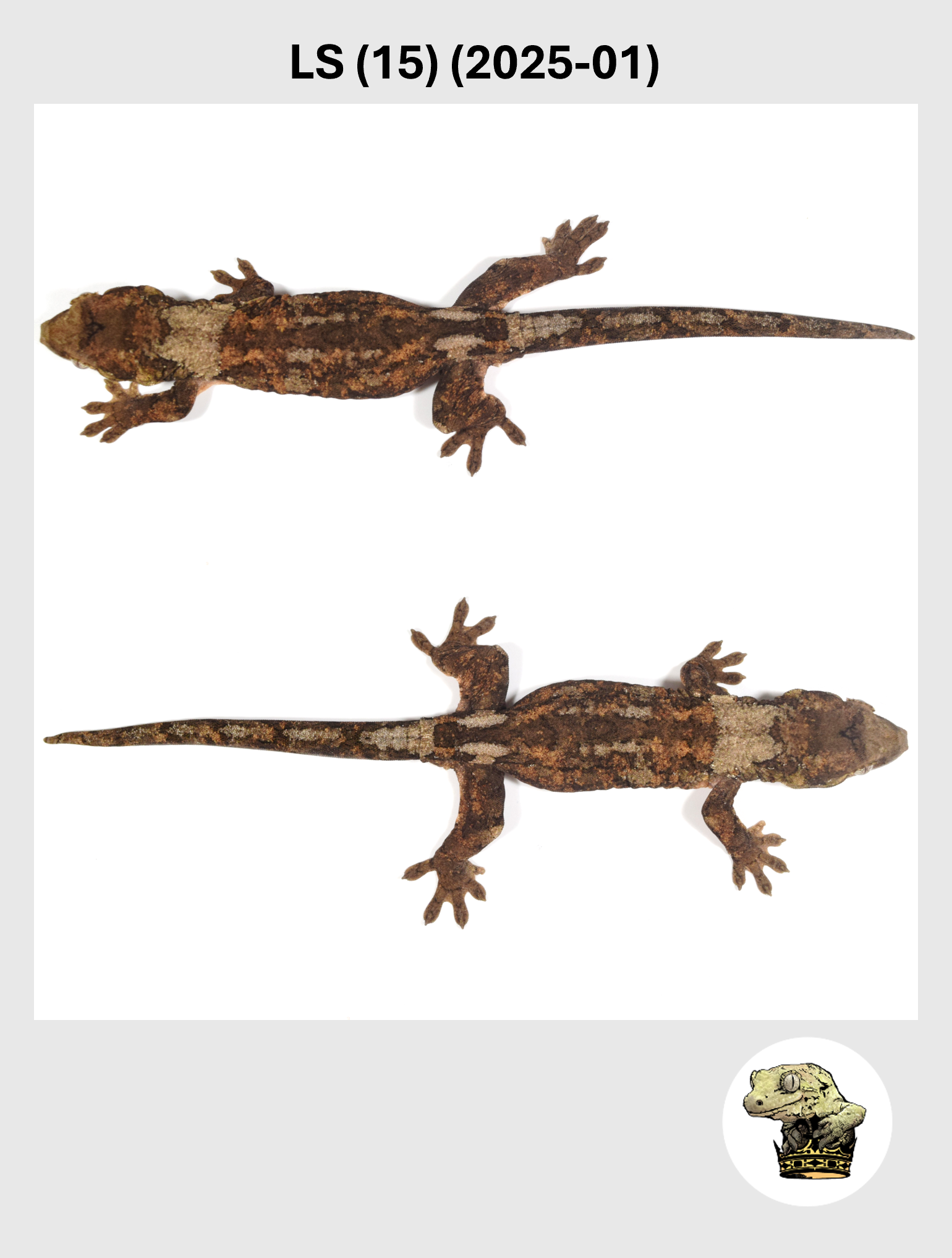 LS (15) (2025-01) (2026-01-16) (3) SQSP.png