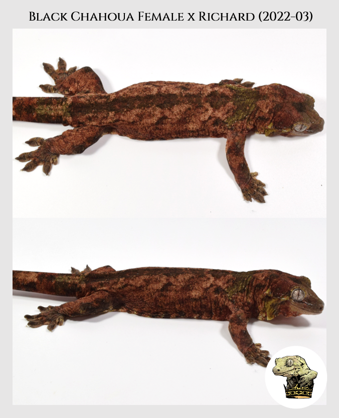 Black (2022-03) (2023-07-23) (1).png