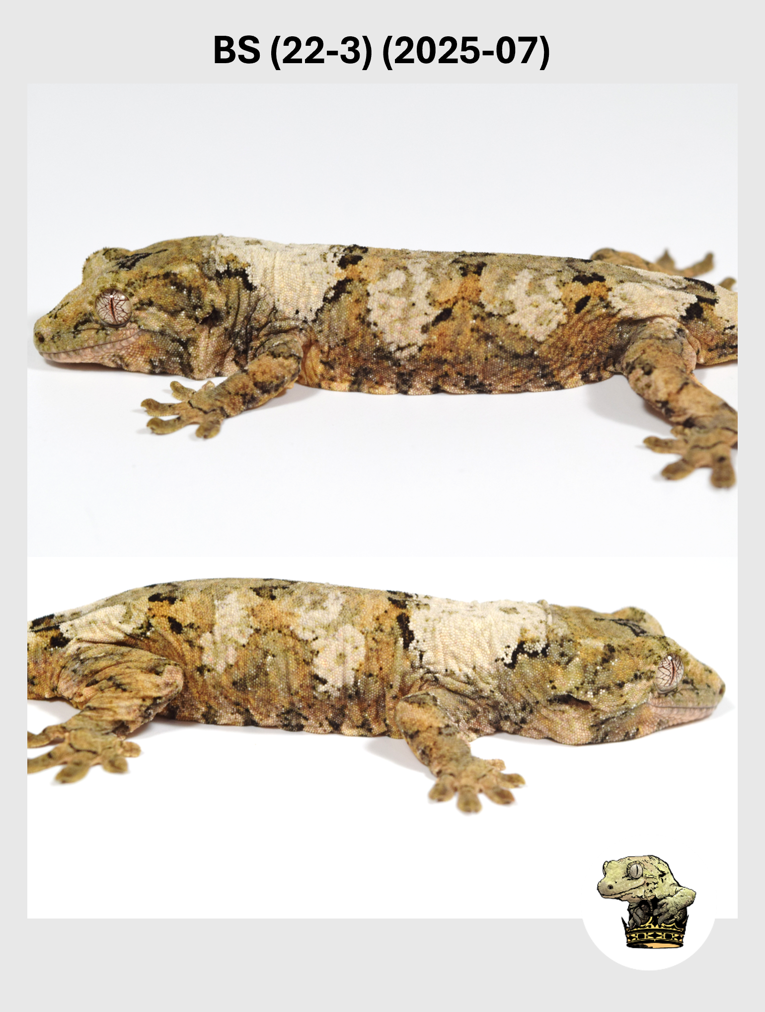 BS (22-3) (2025-07) (2025-12-02) (4) SQSP.png