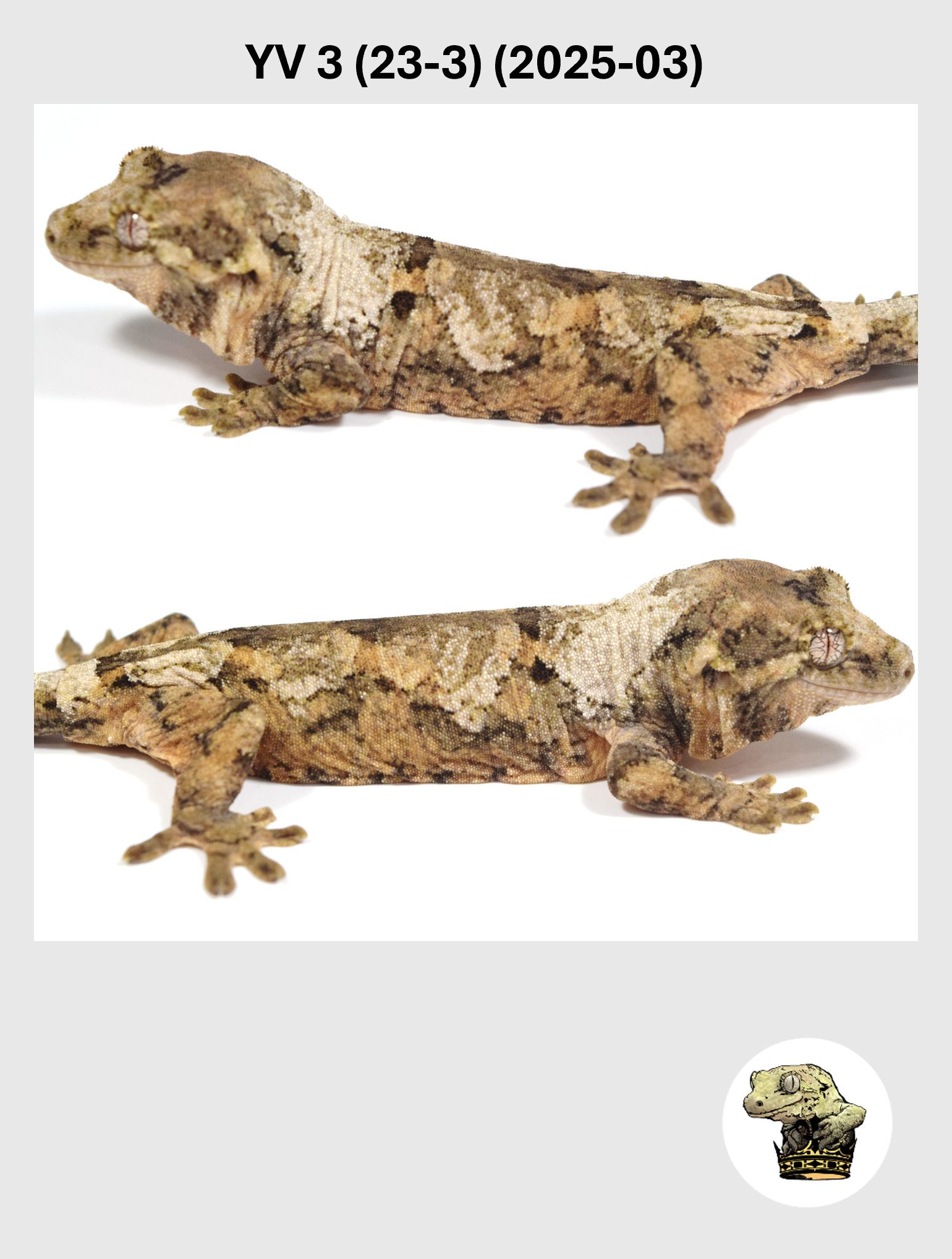 YV 3 (23-3) (2025-03) (2026-03-04) (4) SQSP.png