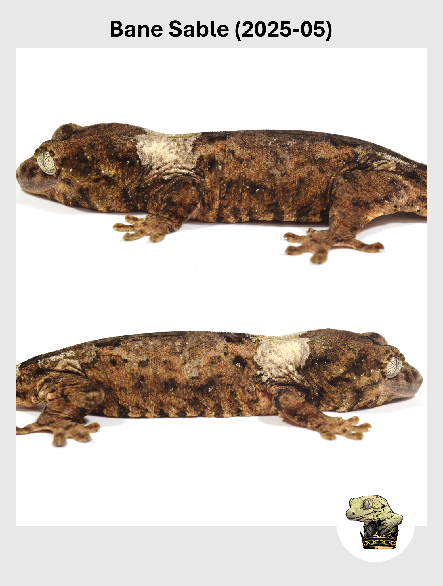 Bane Sable (2025-05) (2026-01-20) (2) SQSP.png