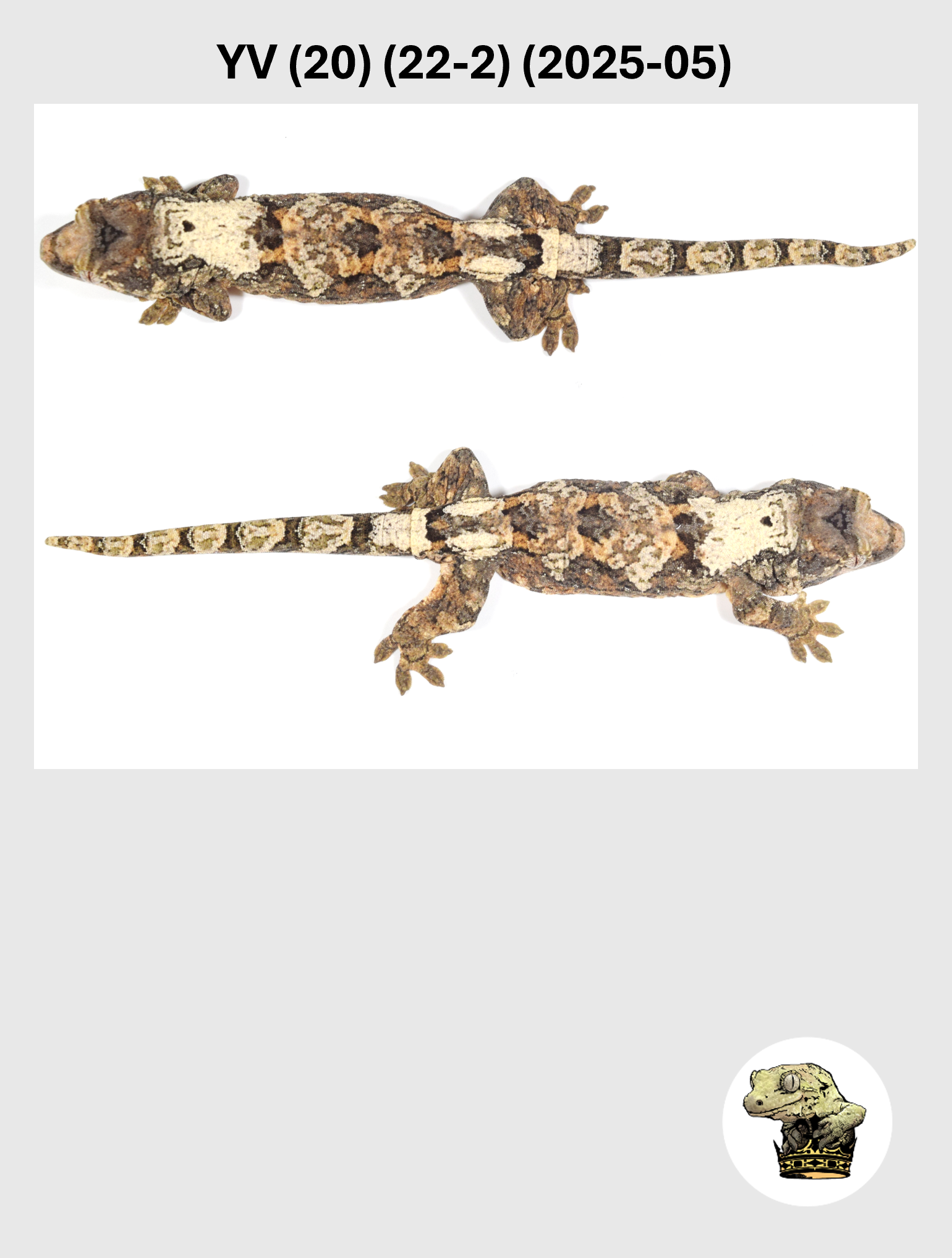 YV (20) (22-2) (2025-05) (2026-03-04) (3) SQSP.png