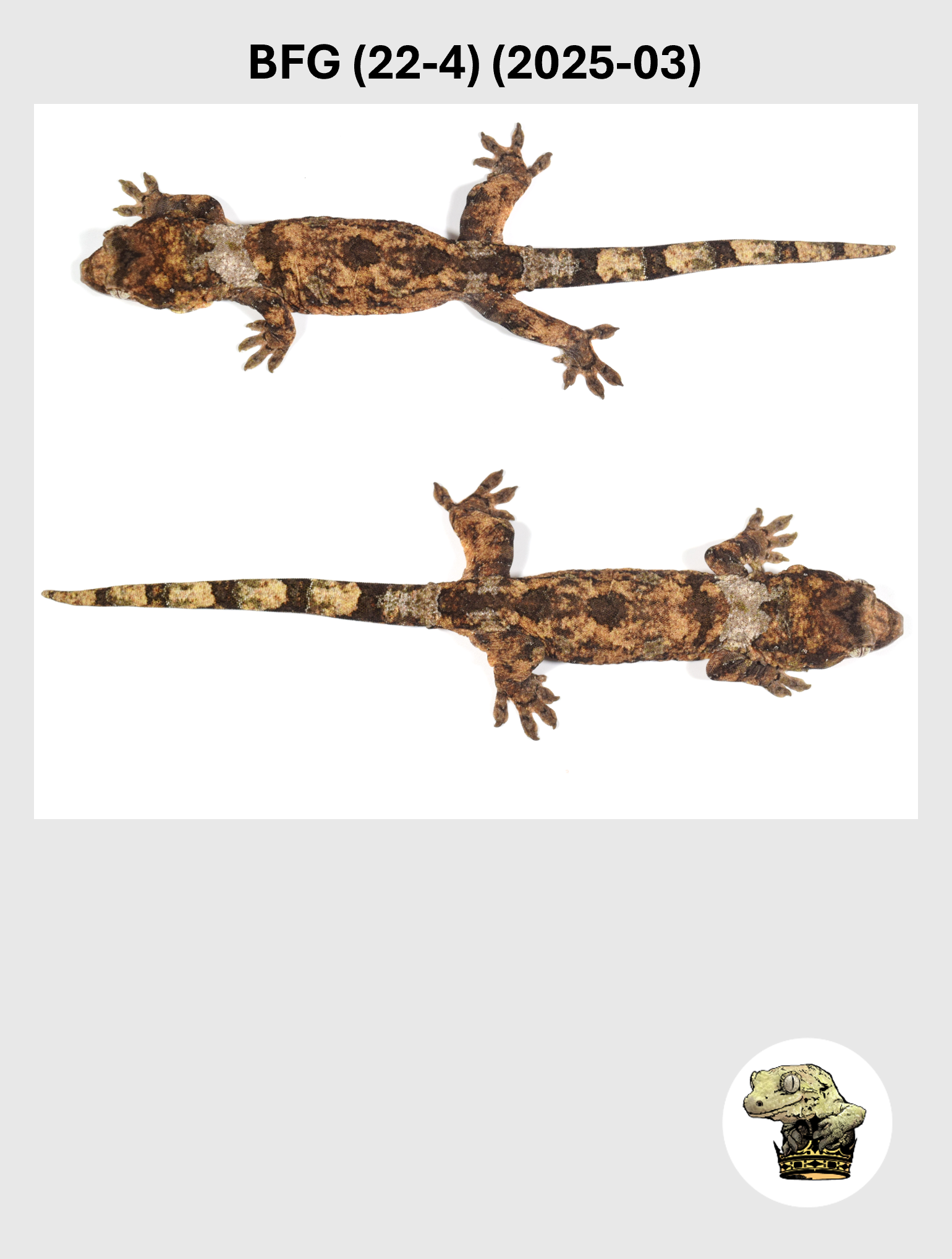 BFG (22-4) (2025-03) (2026-03-11) (3) SQSP.png