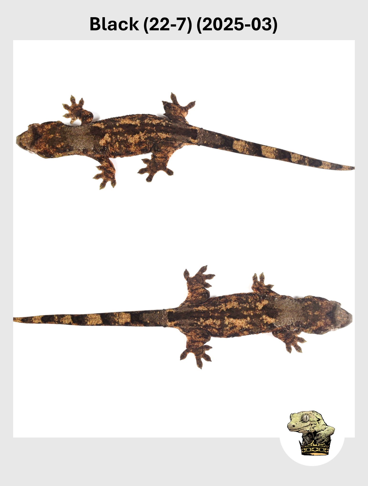 Black (22-7) (2025-03) (2026-01-06) (3) SQSP.png