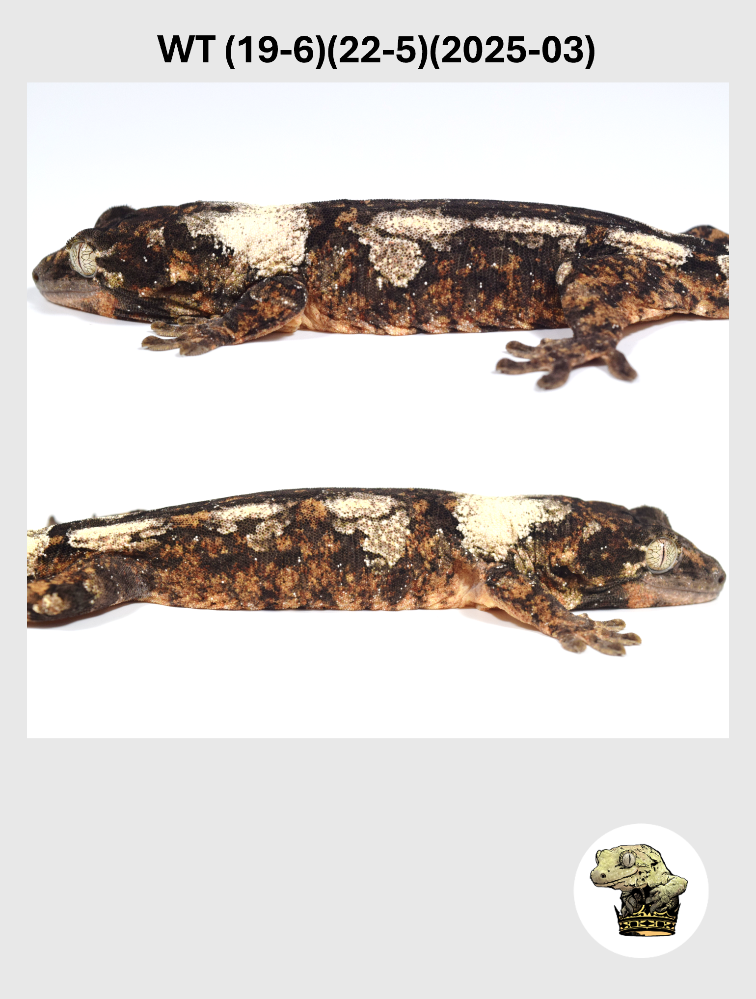 WT (19-6)(22-5)(2025-03) (2026-10-02) (2) SQSP.png